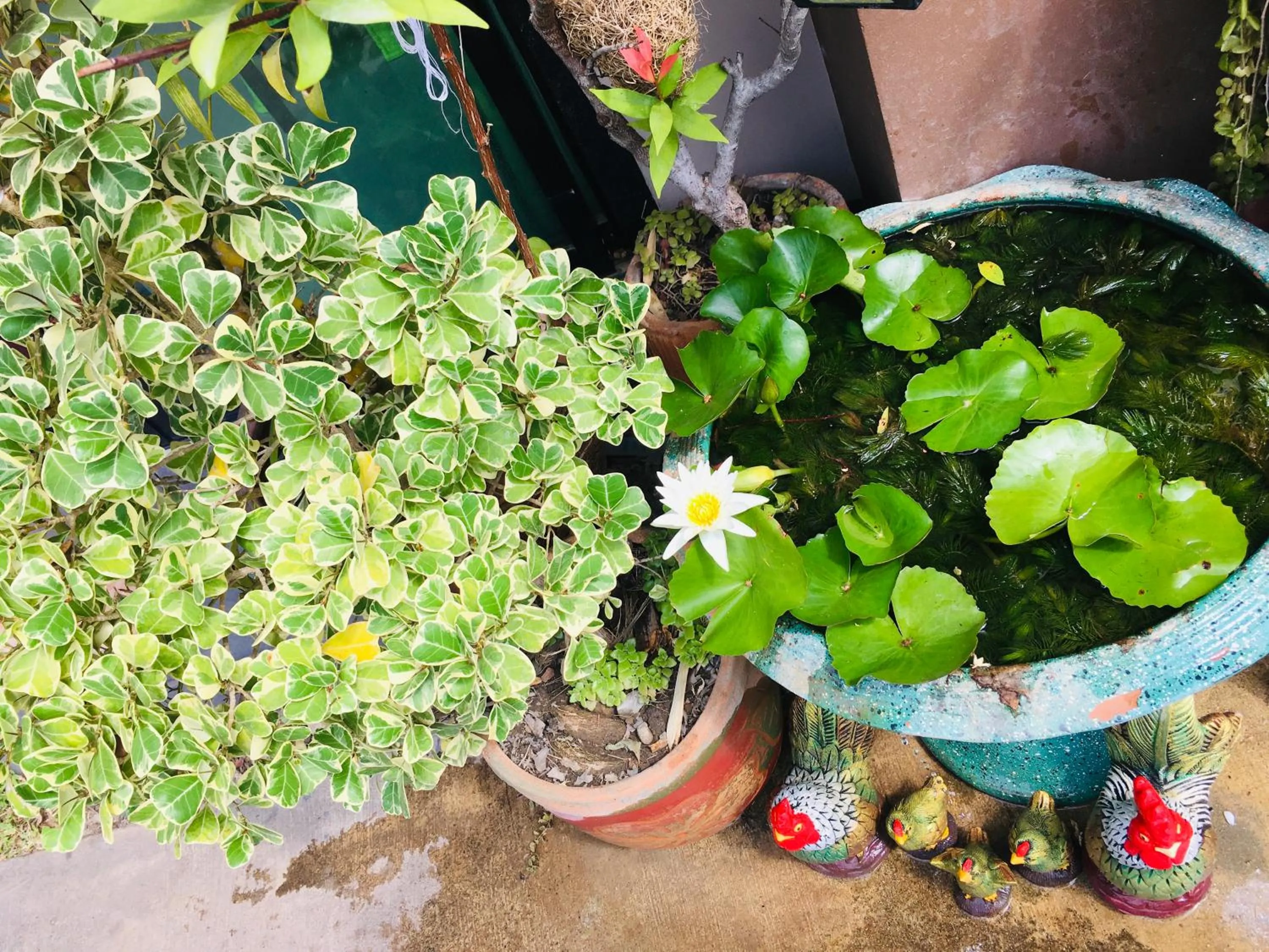 Mae-Sa-Riang Home