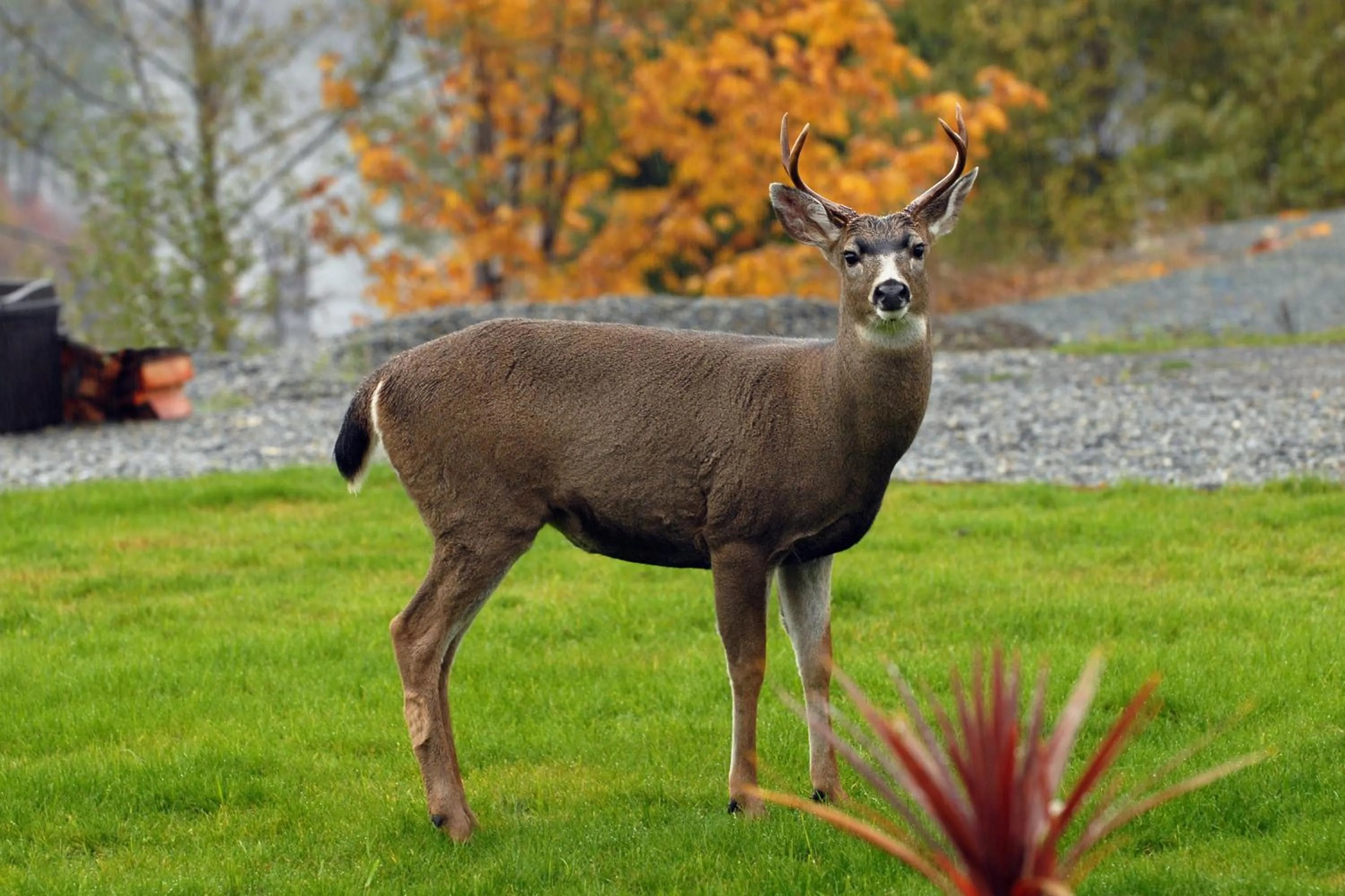 Animals in Valley View