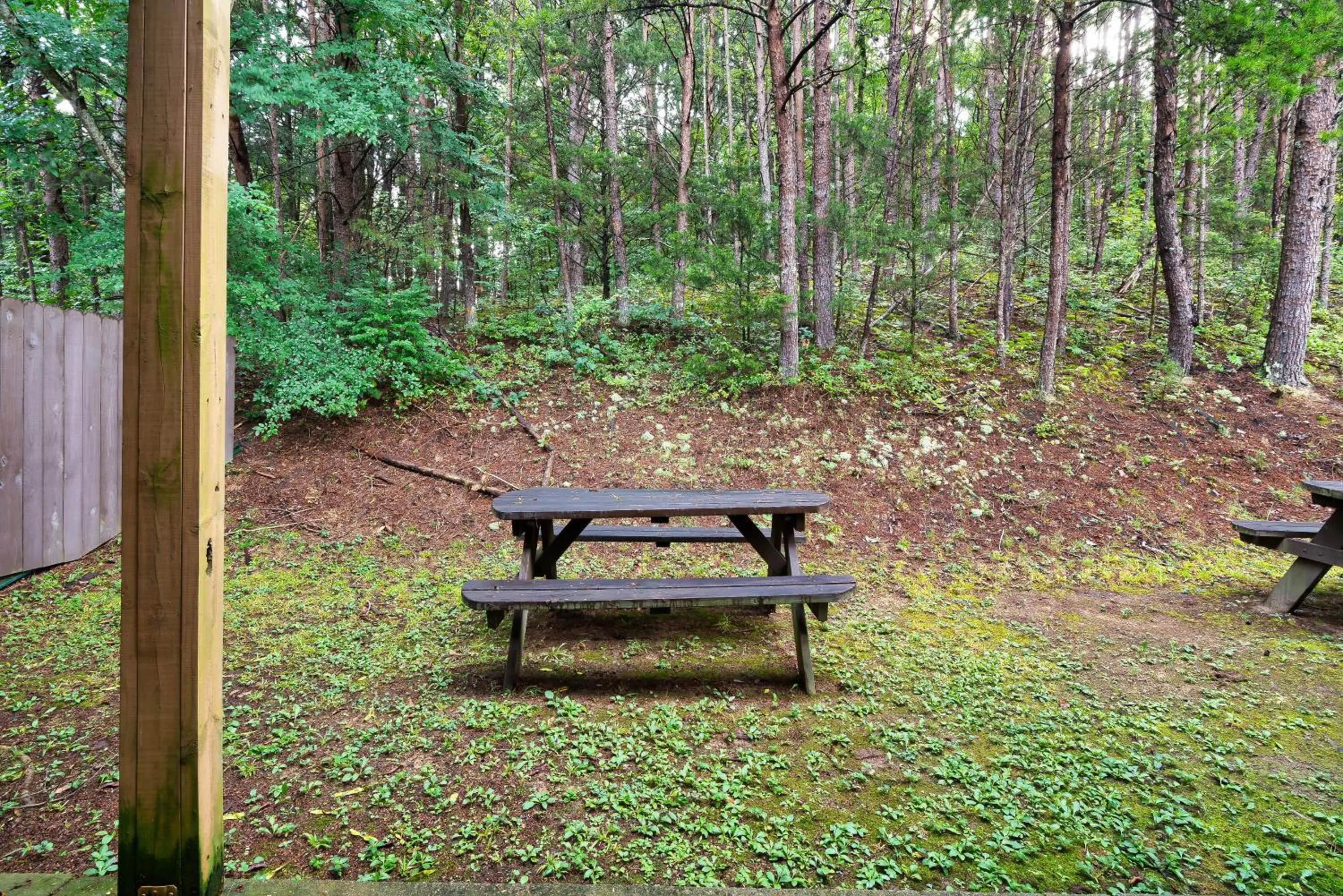 Day in Mountain Meadows