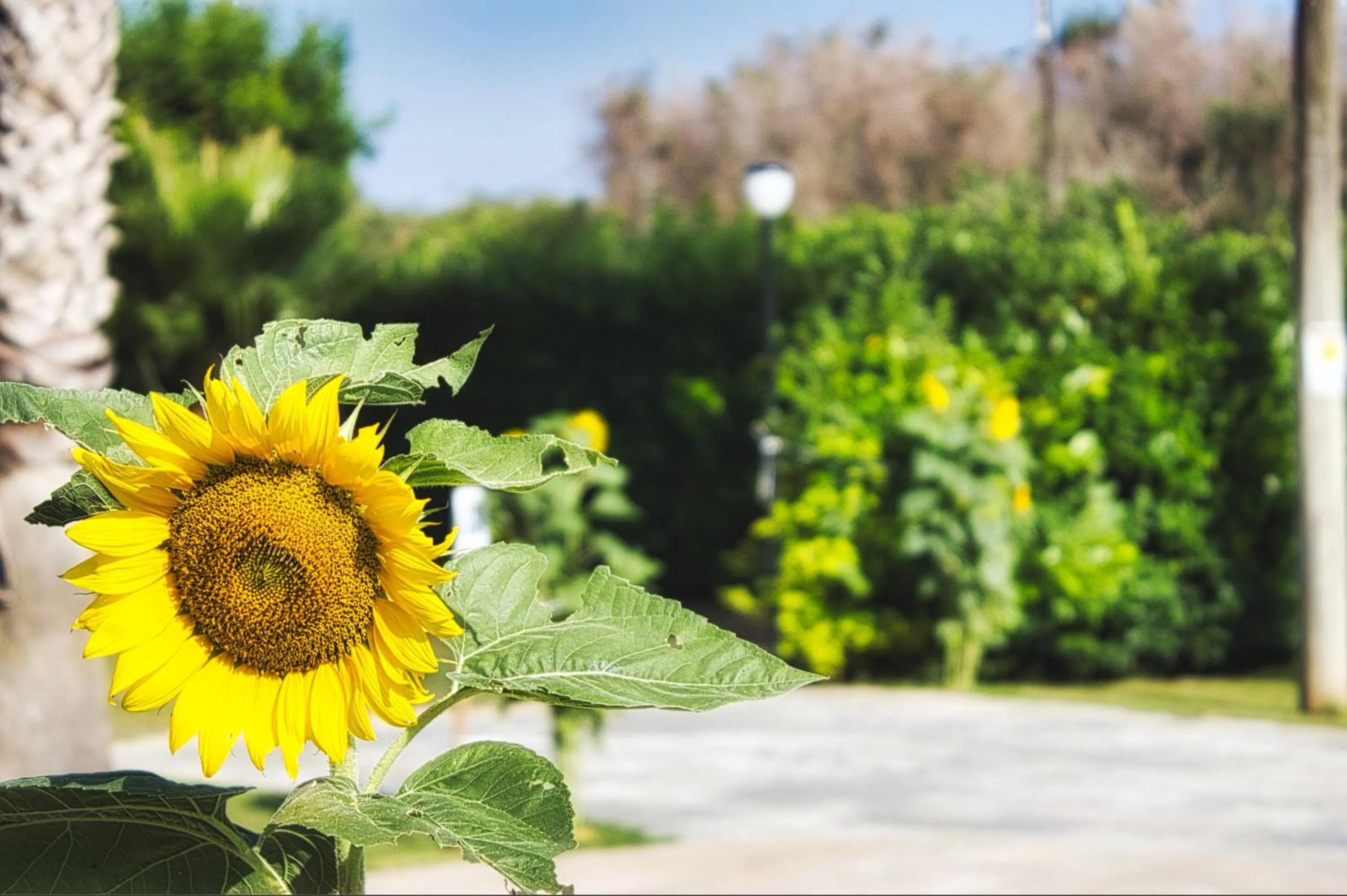 Garden view in Agriturismo Karrares