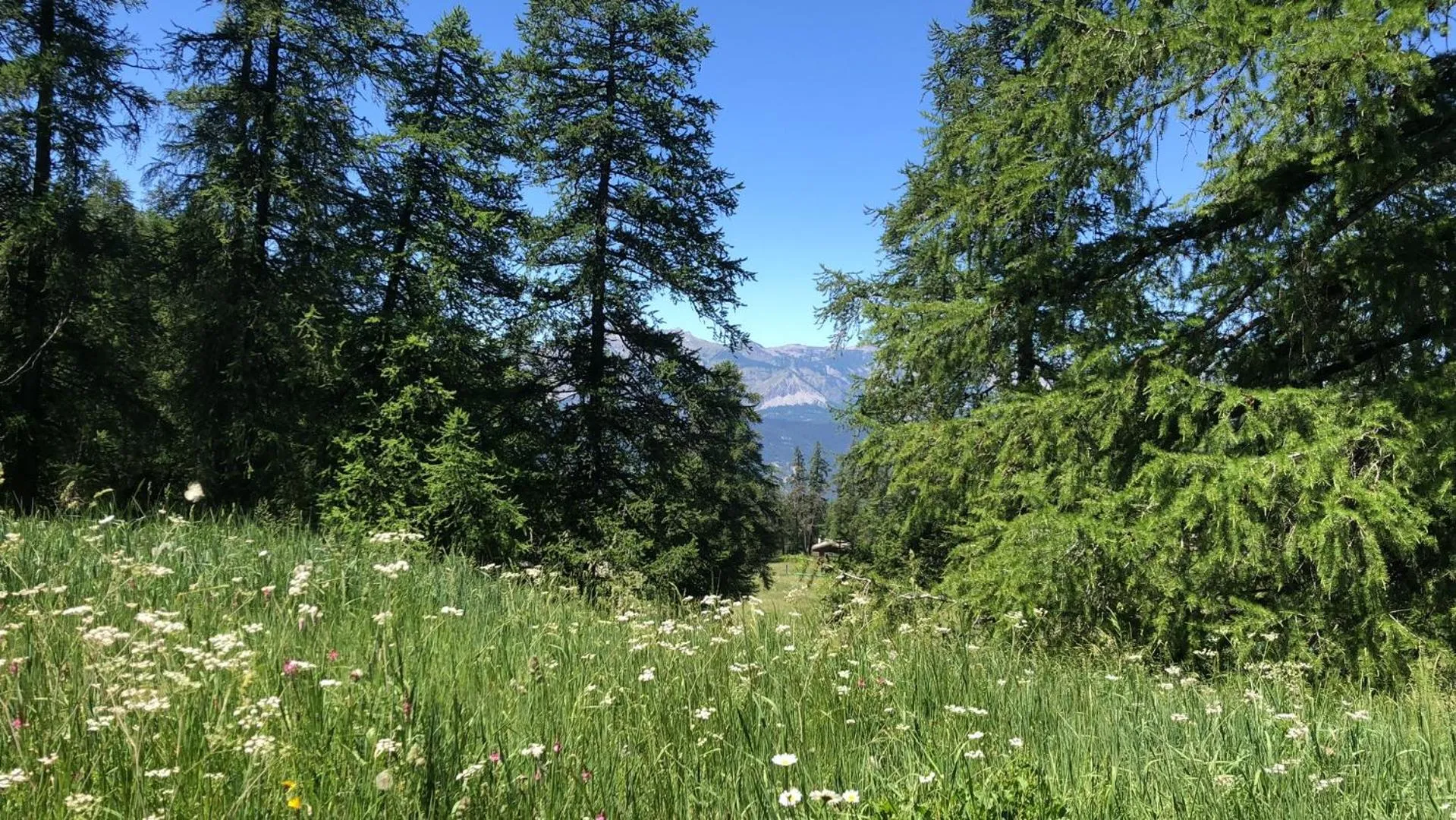 Spring in Adonis Le Chastellan