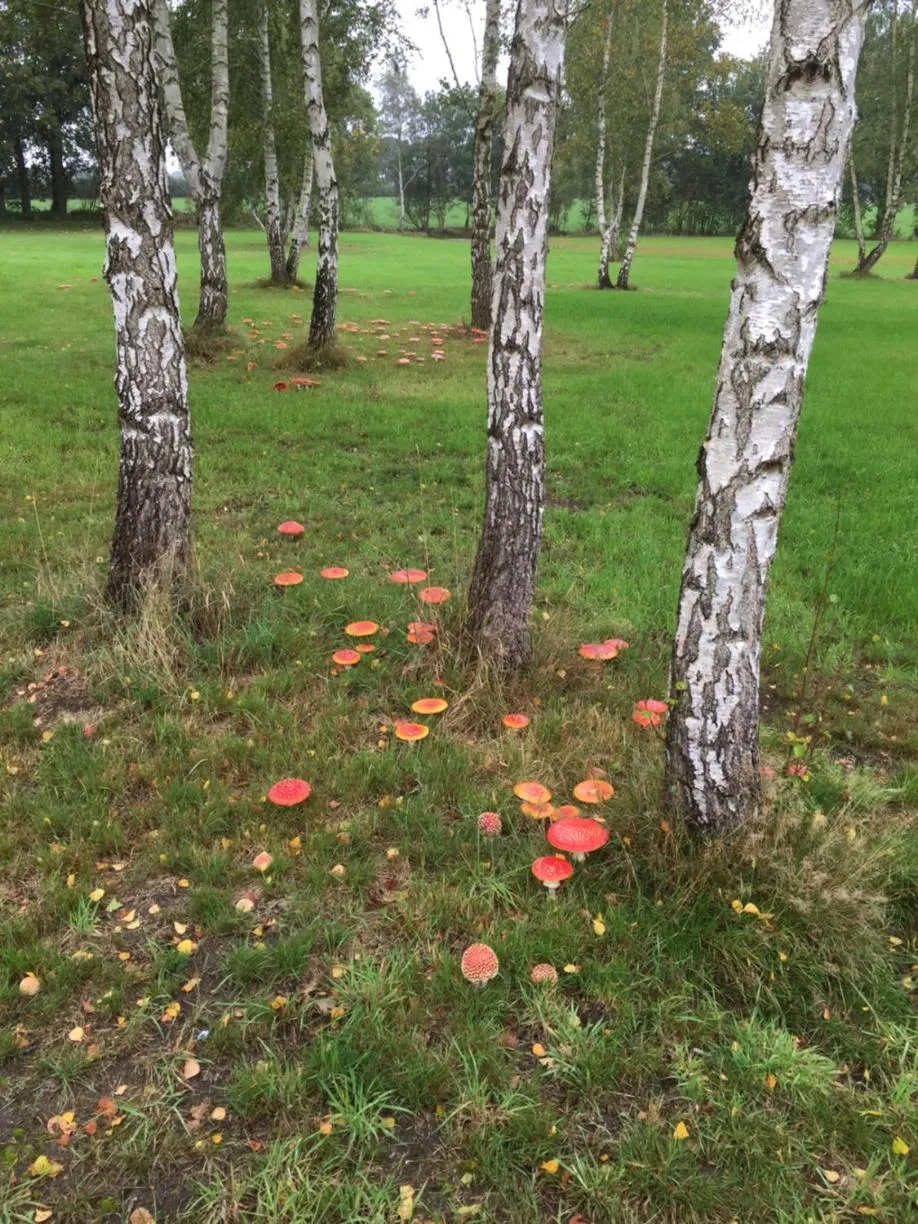 Natural landscape in B&B Otterstee
