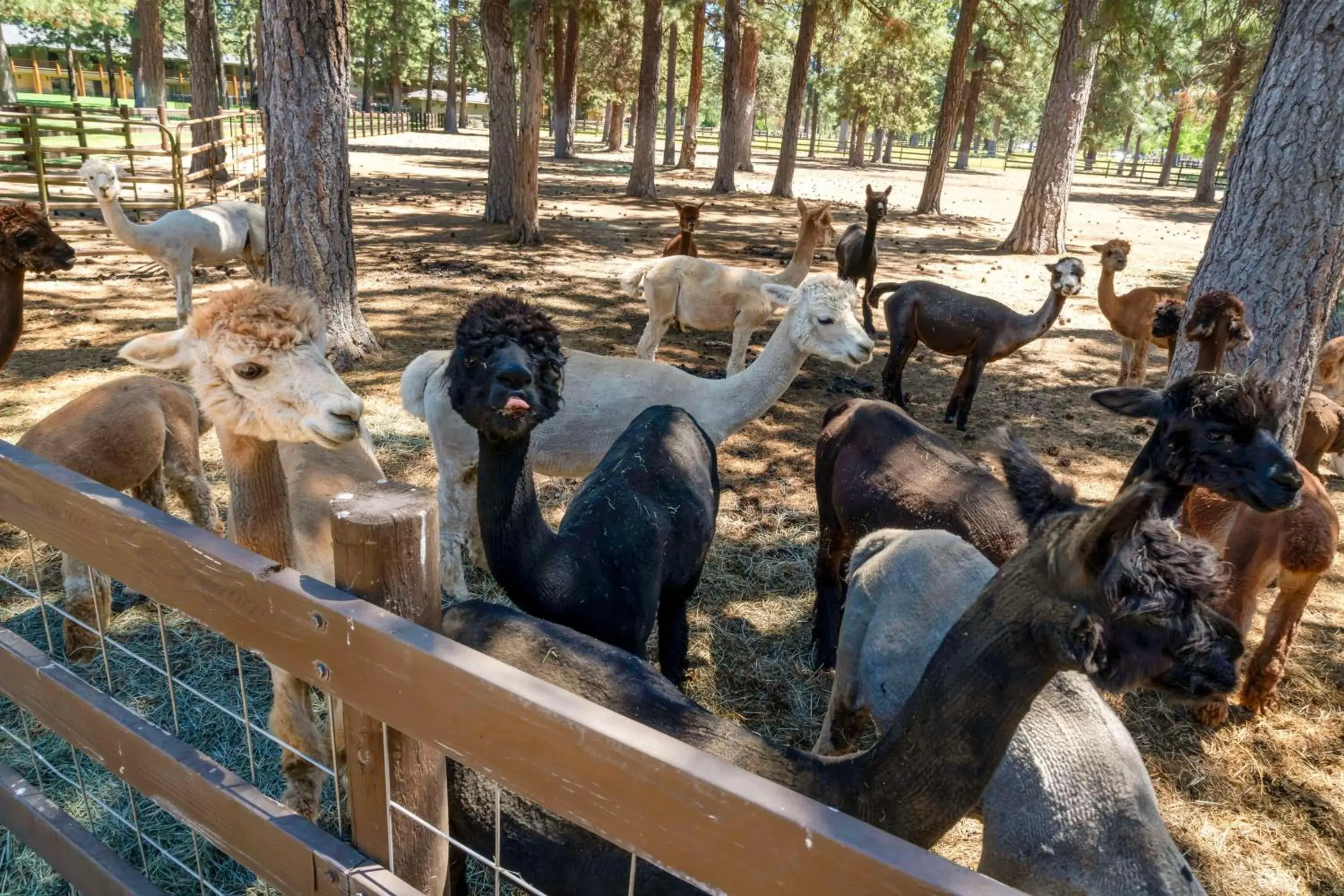 Property building in Best Western Ponderosa Lodge Property building in Best Western Ponderosa Lodge