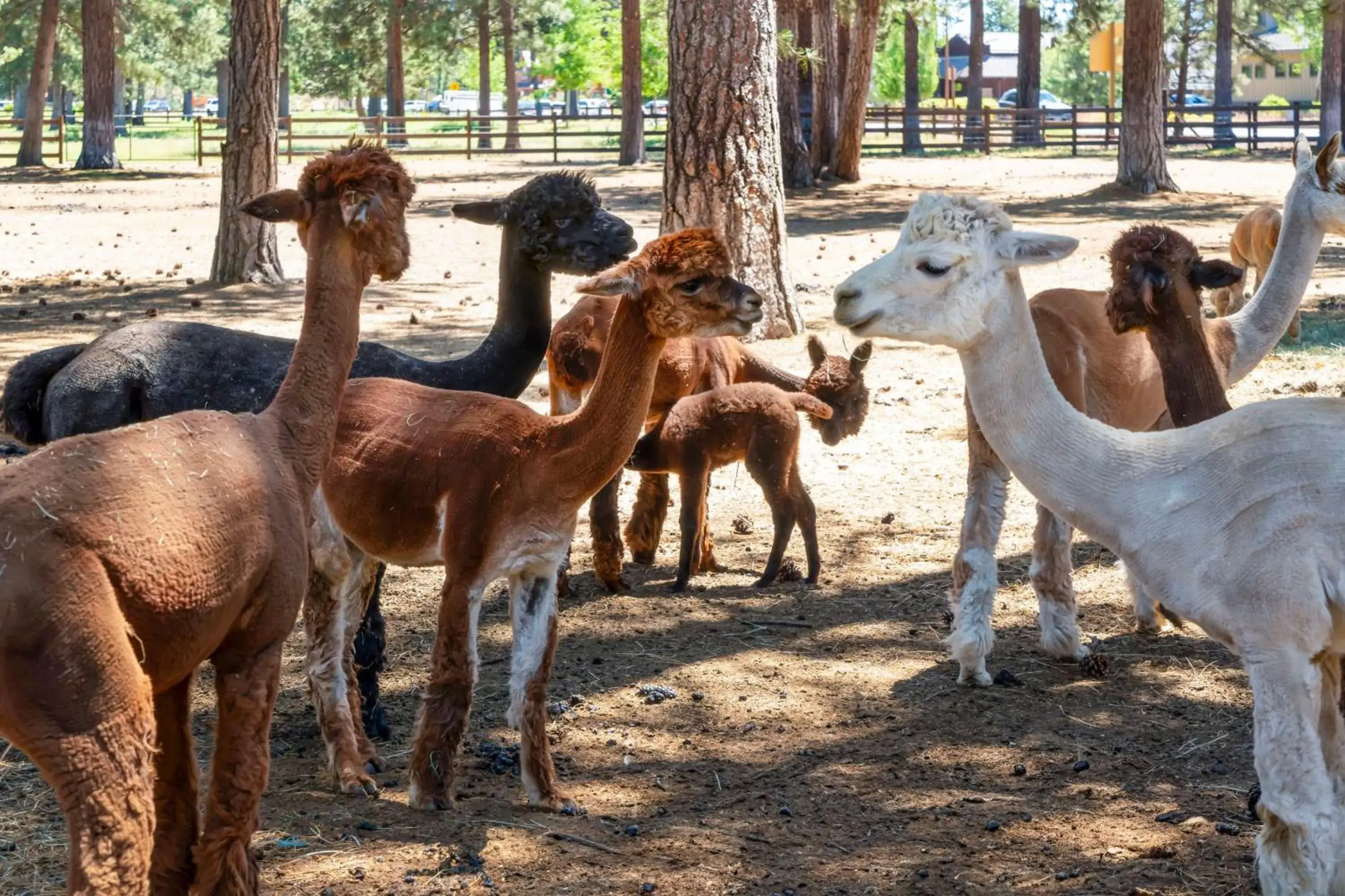 Property building in Best Western Ponderosa Lodge Property building in Best Western Ponderosa Lodge