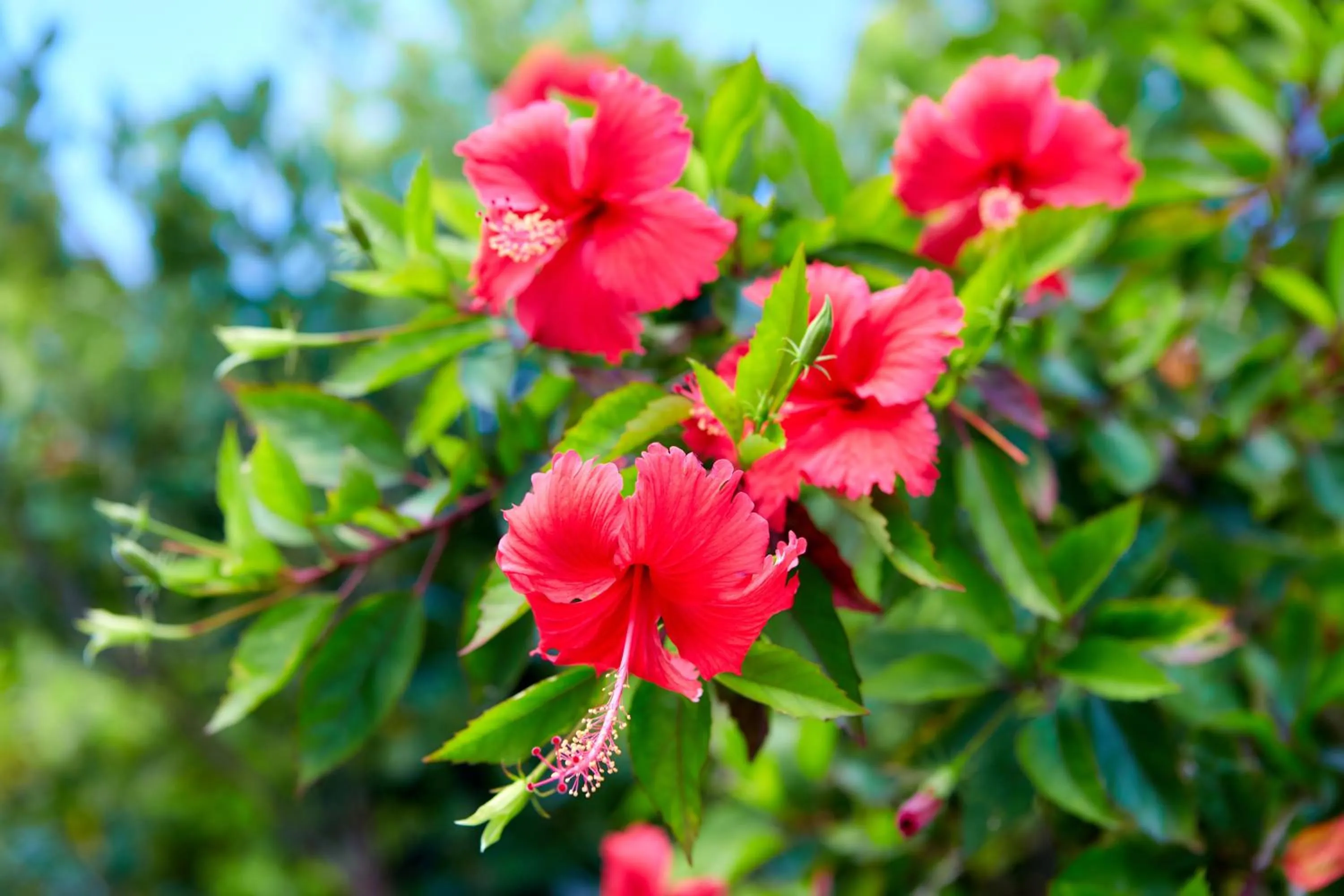 Garden in Comfort Villa