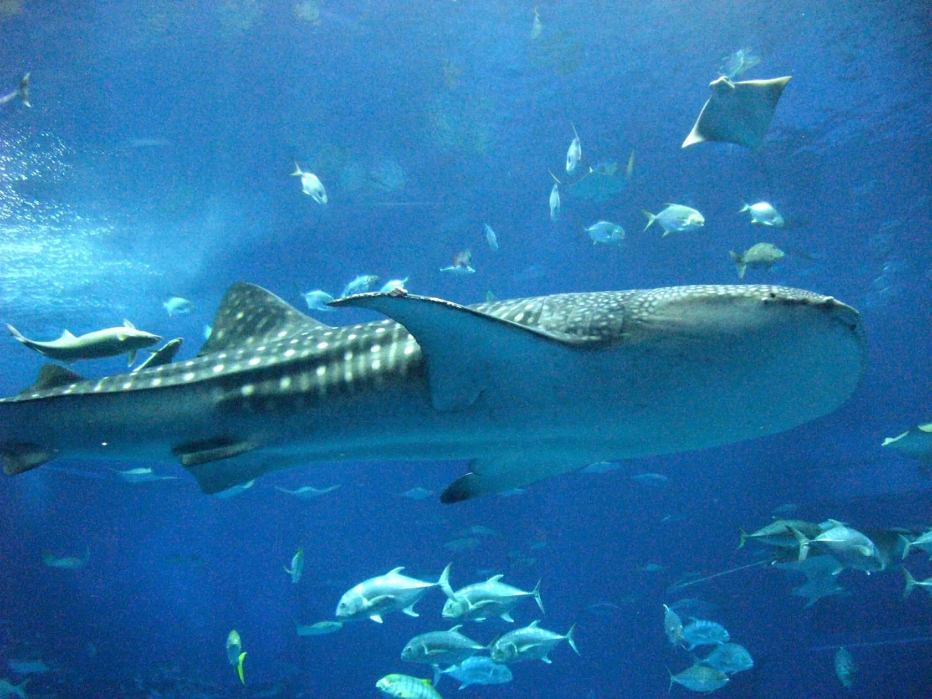 Off site in Comfort Villa