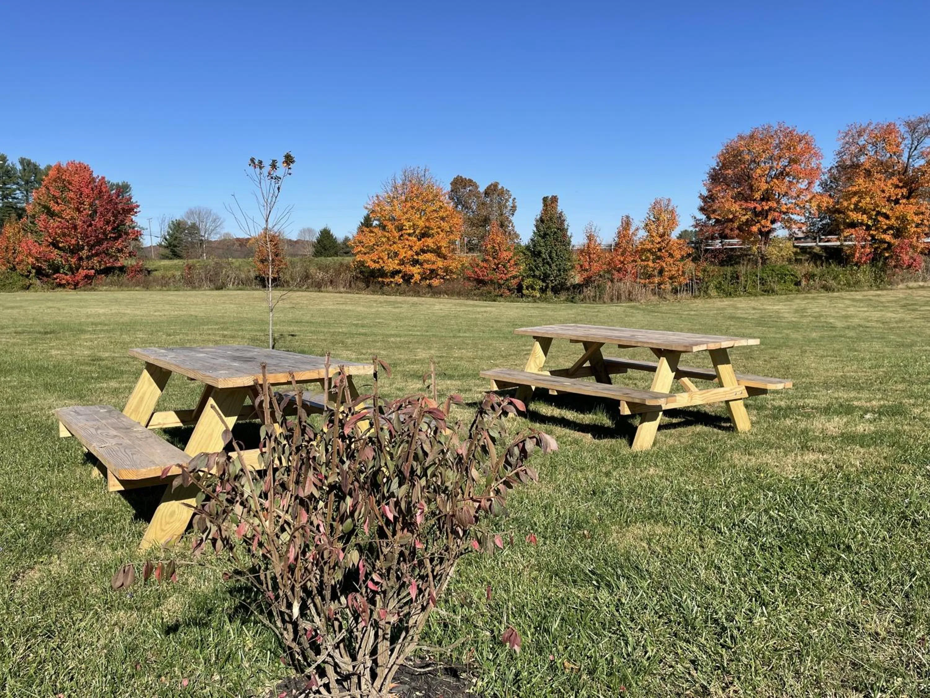 Natural landscape, Garden in Budget Inn