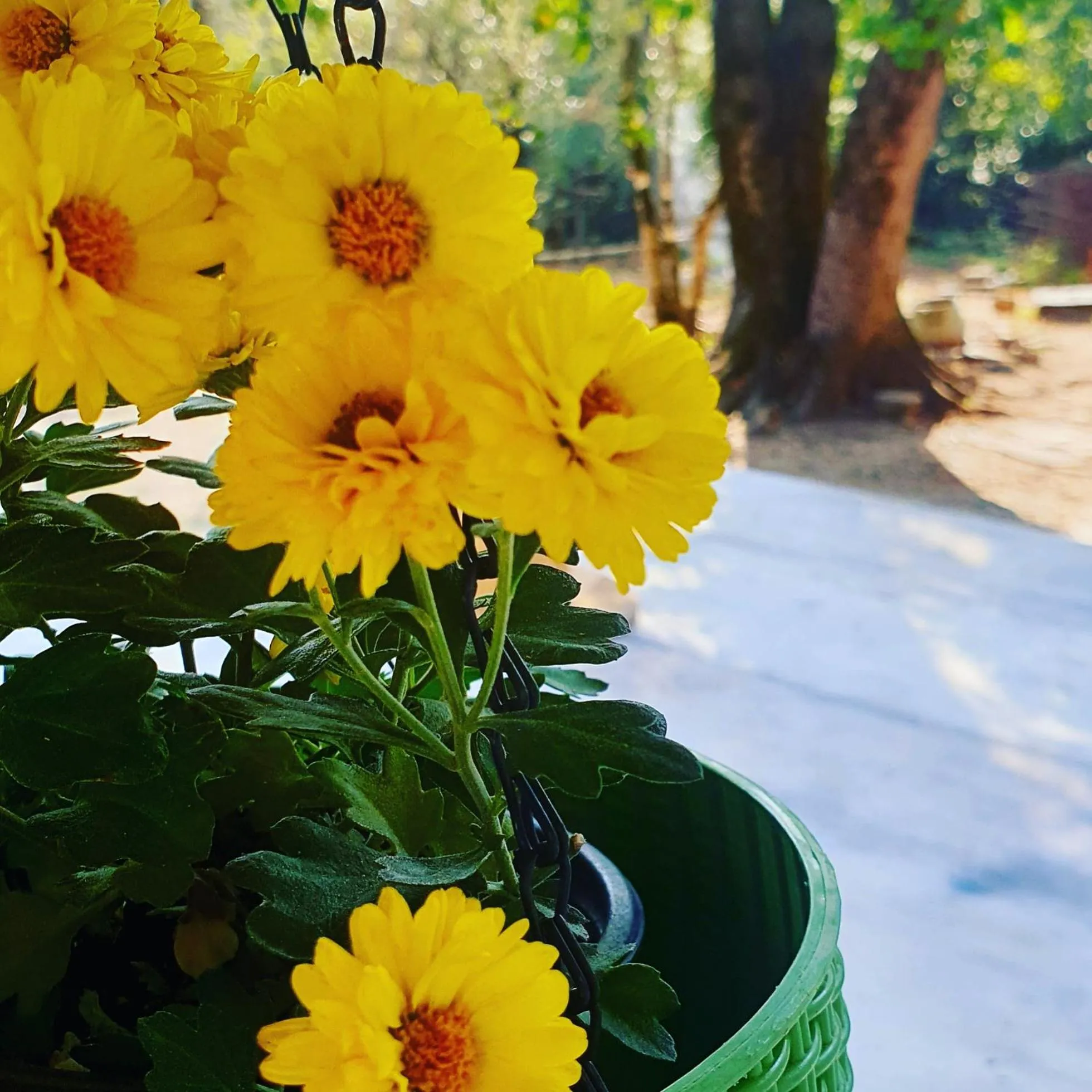 Garden in Four Seasons in Kutaisi