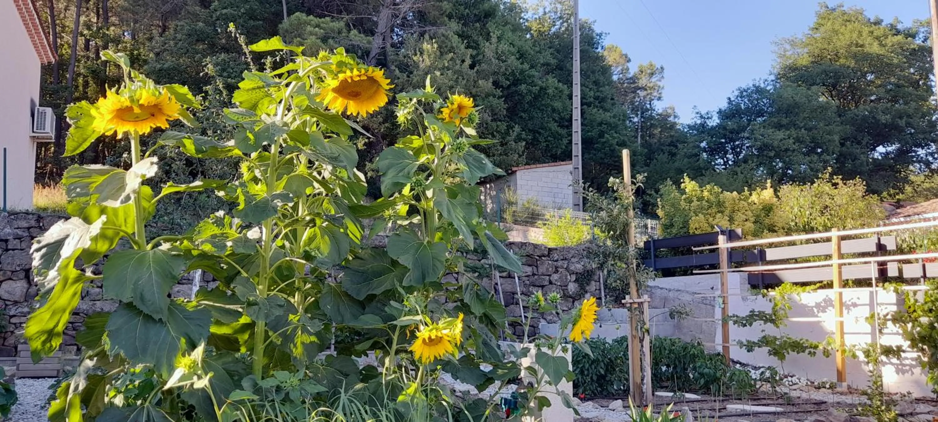 Garden in La Garenne