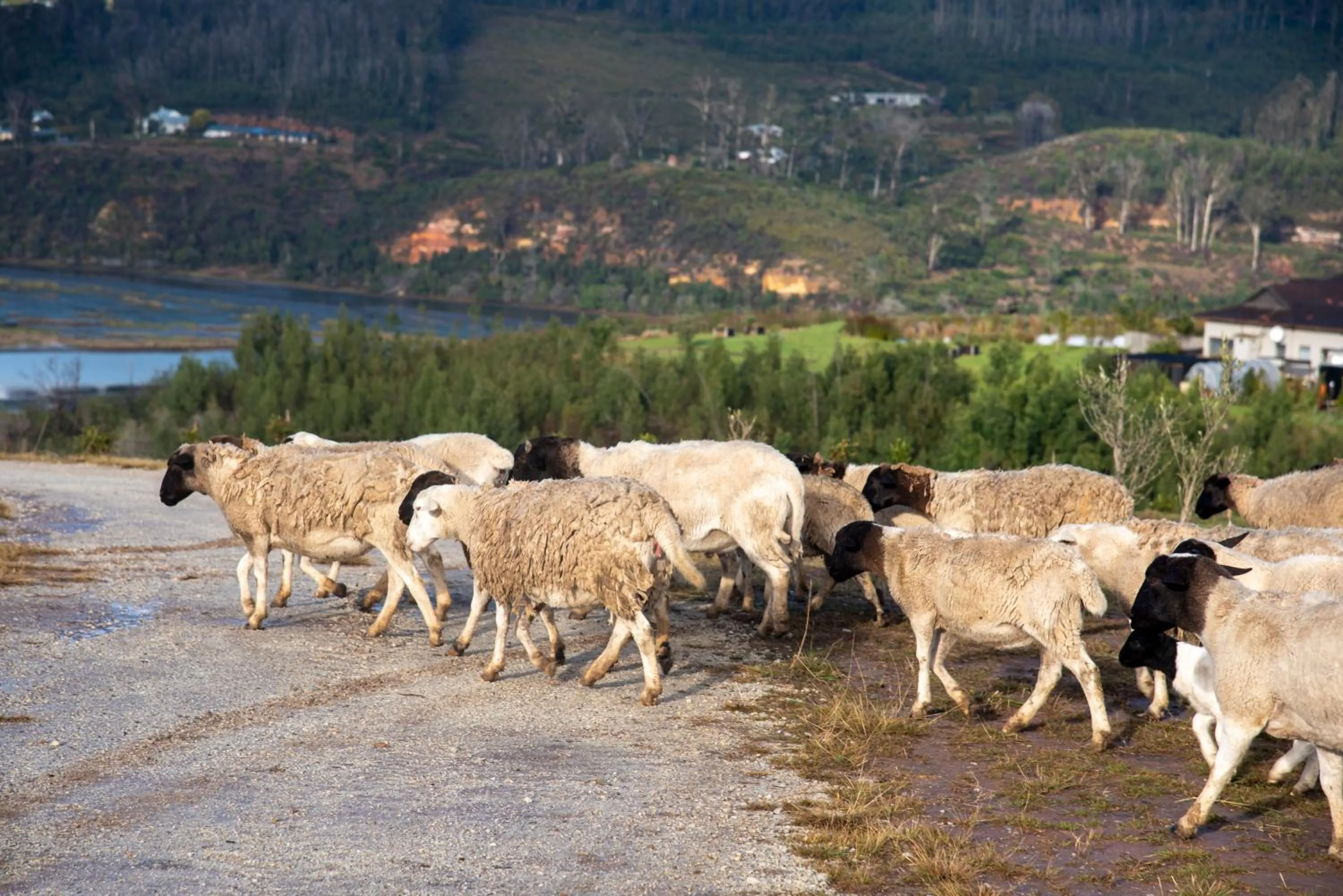 Natural landscape in Hudson Manor - Entabeni, Knysna