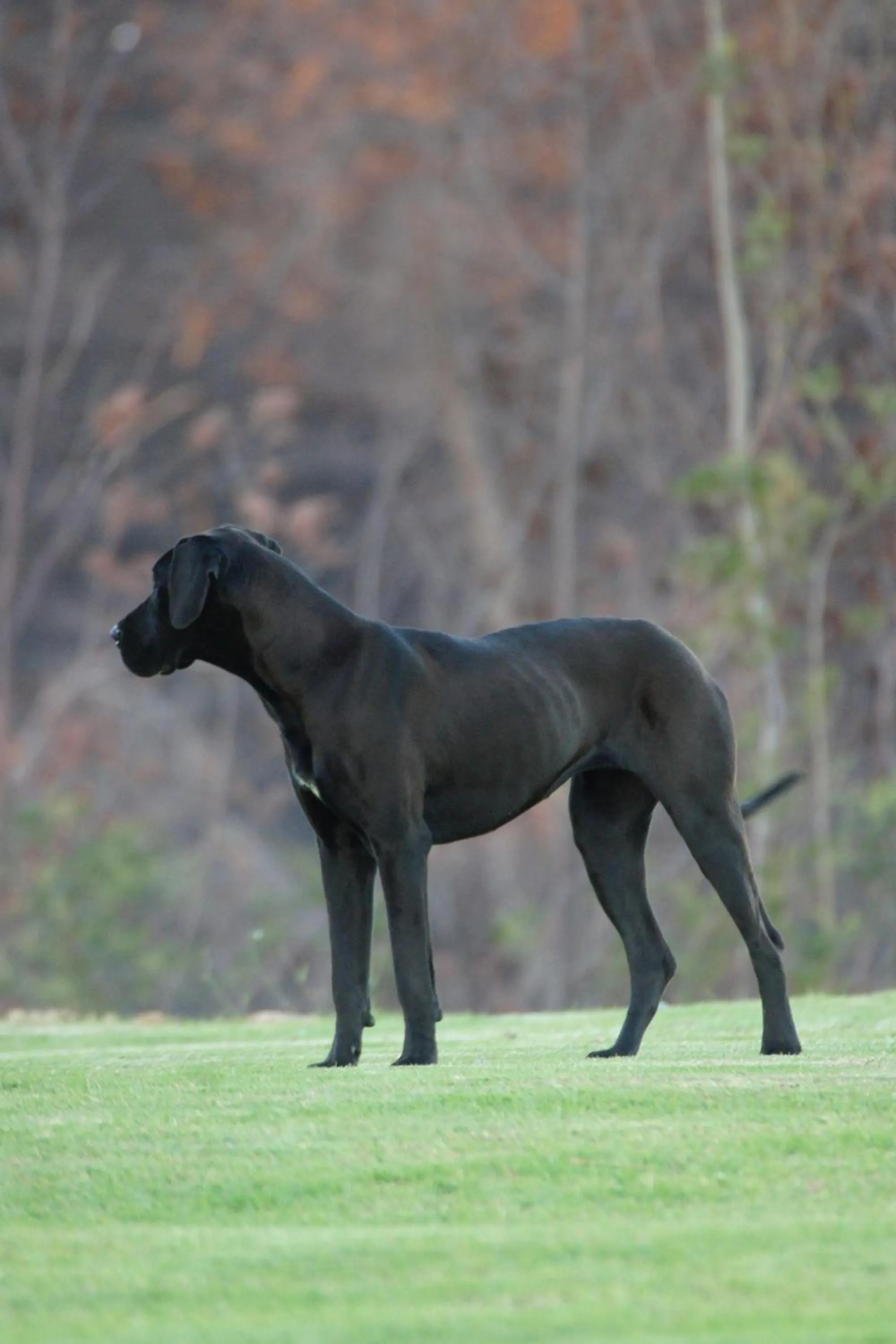 Pets in Hudson Manor - Entabeni, Knysna