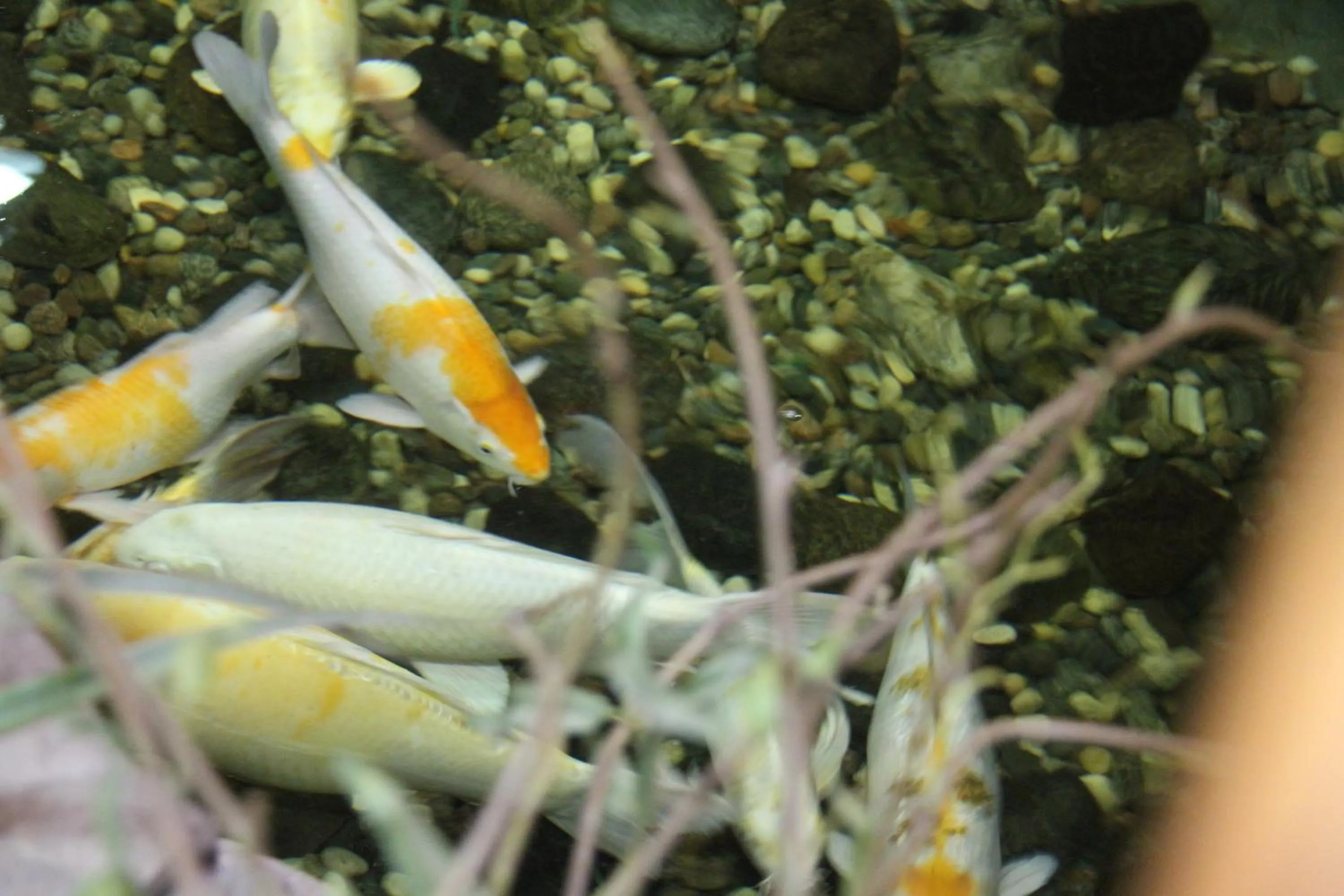 Animals in C'mon Inn Grand Forks