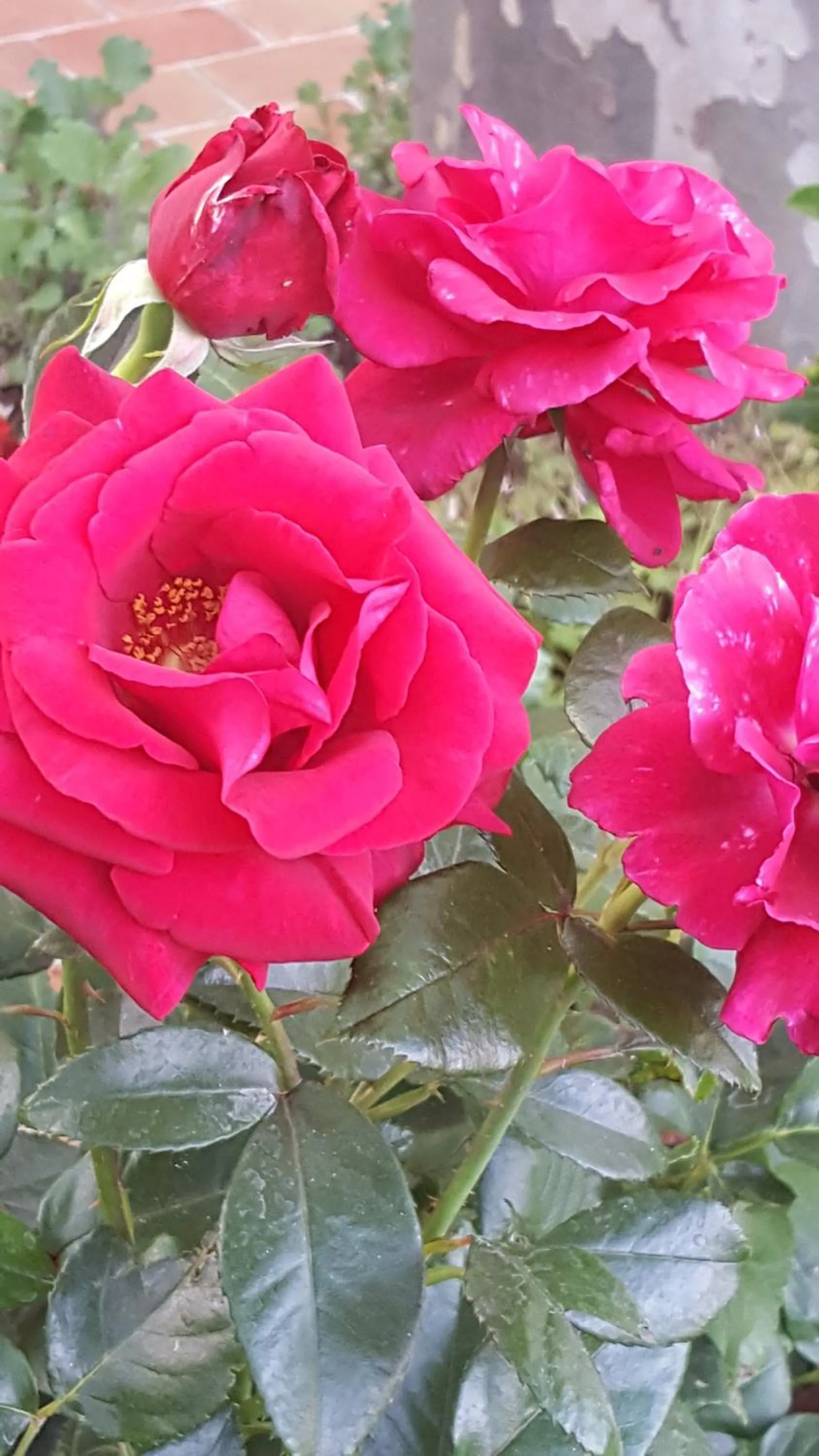 Chambre d'hôtes l'ipomée