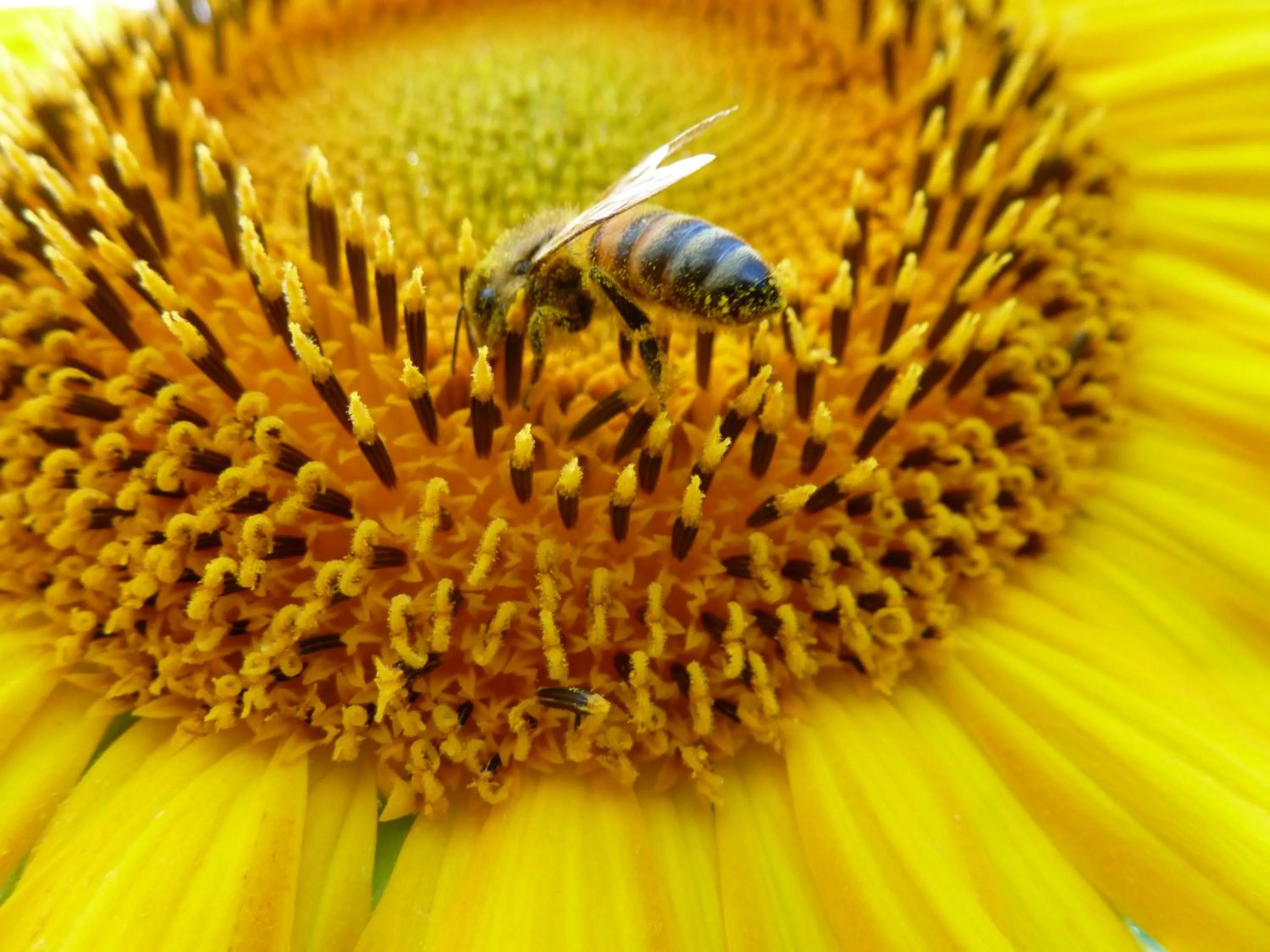 le rocher de Sampzon