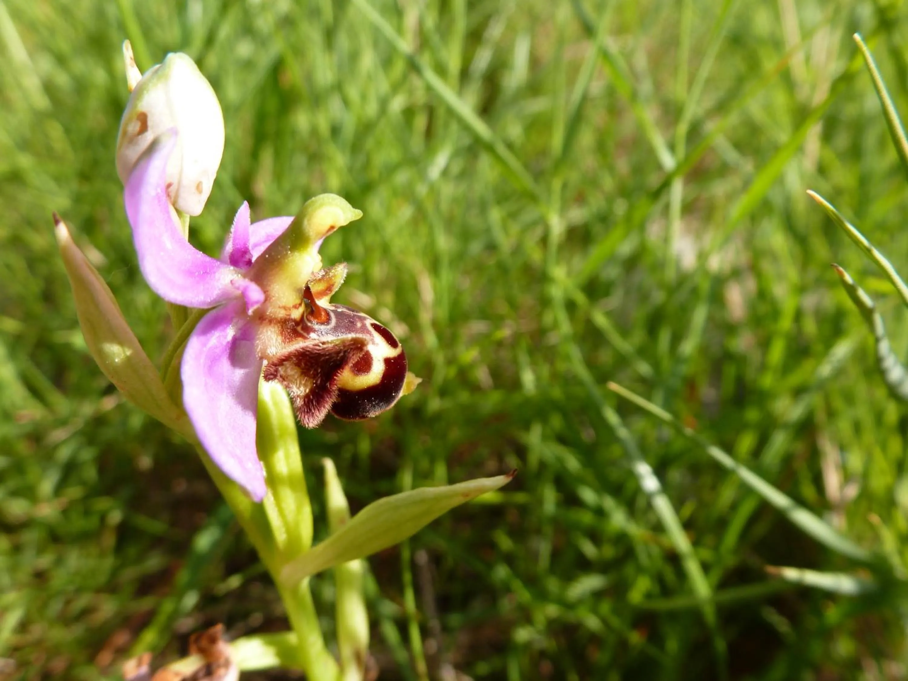 le rocher de Sampzon