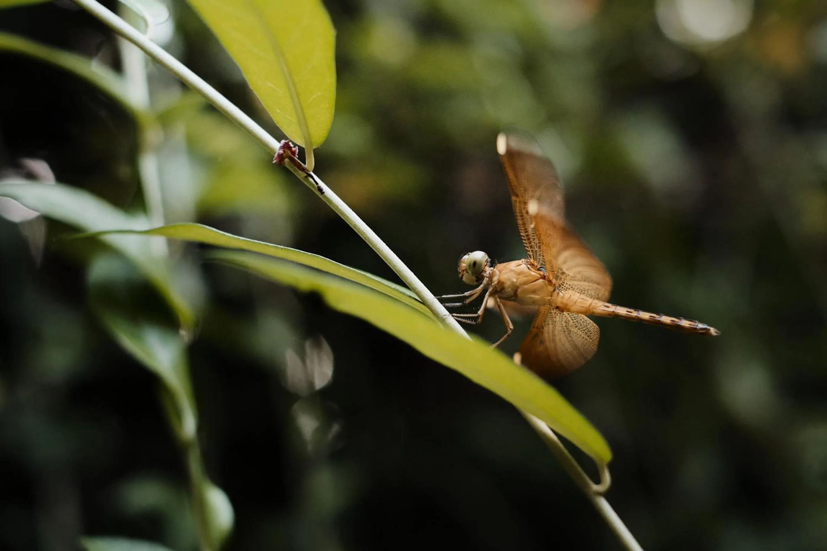 Day in Moringa Ubud Villa