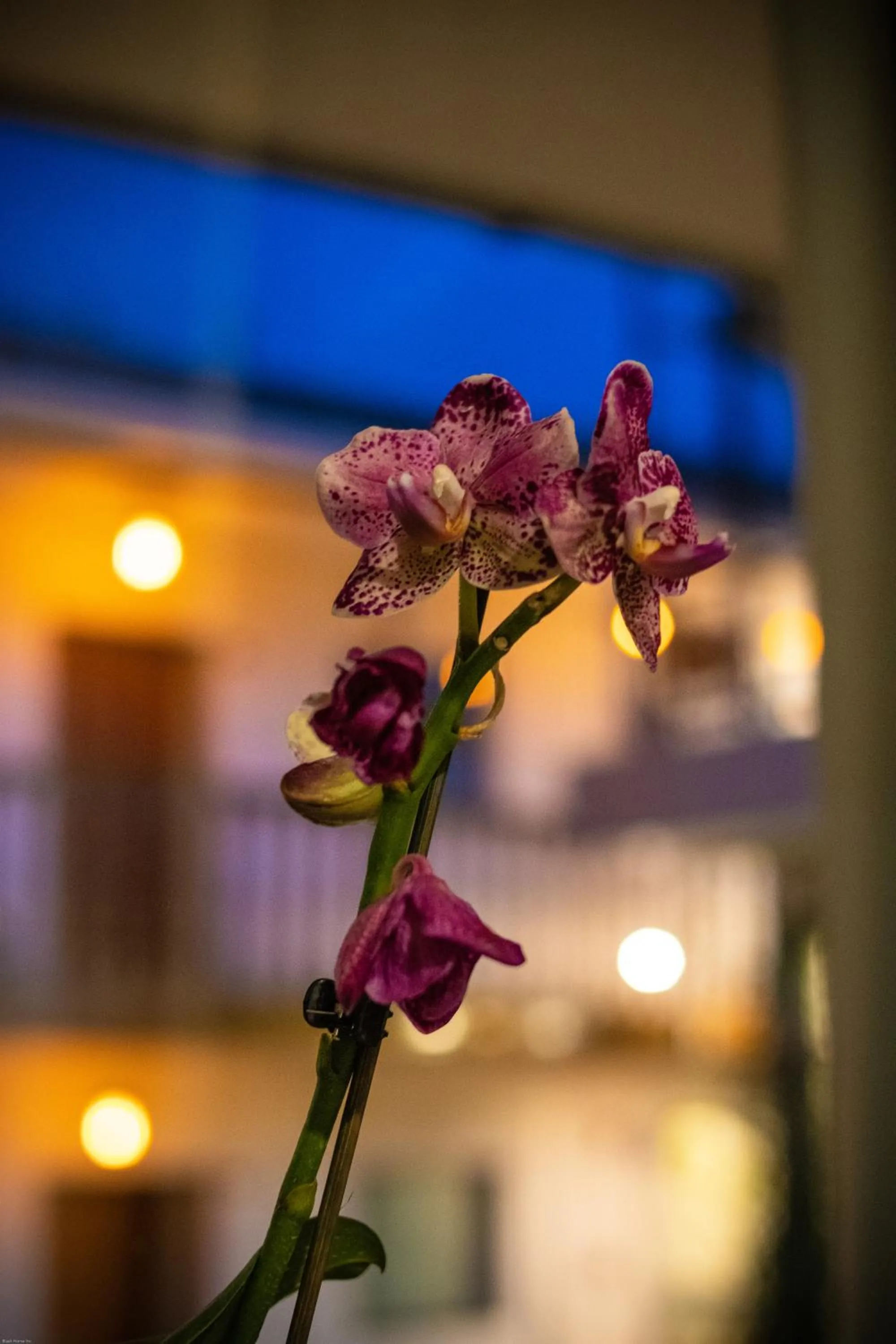 Night in Home Garden Hotel