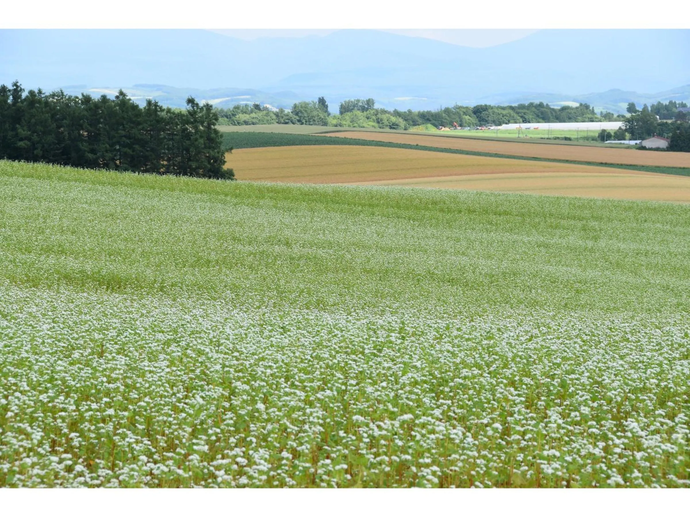 Natural landscape in Hotel Hanafuji Inn