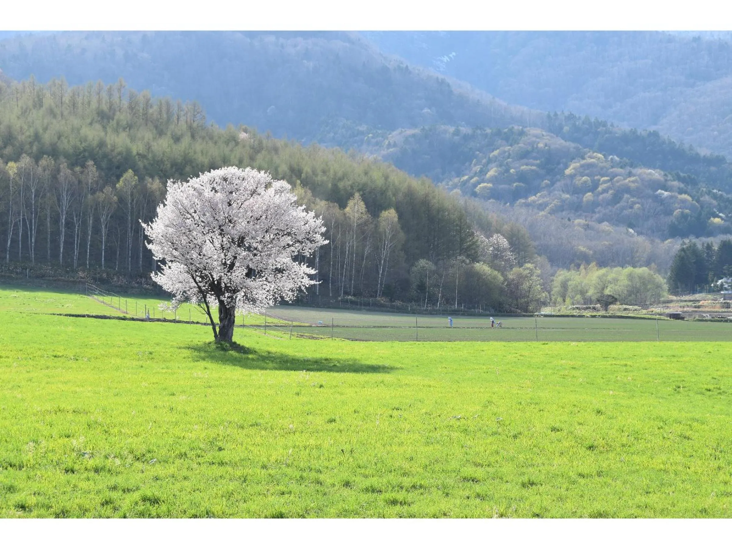 Nearby landmark in Hotel Hanafuji Inn