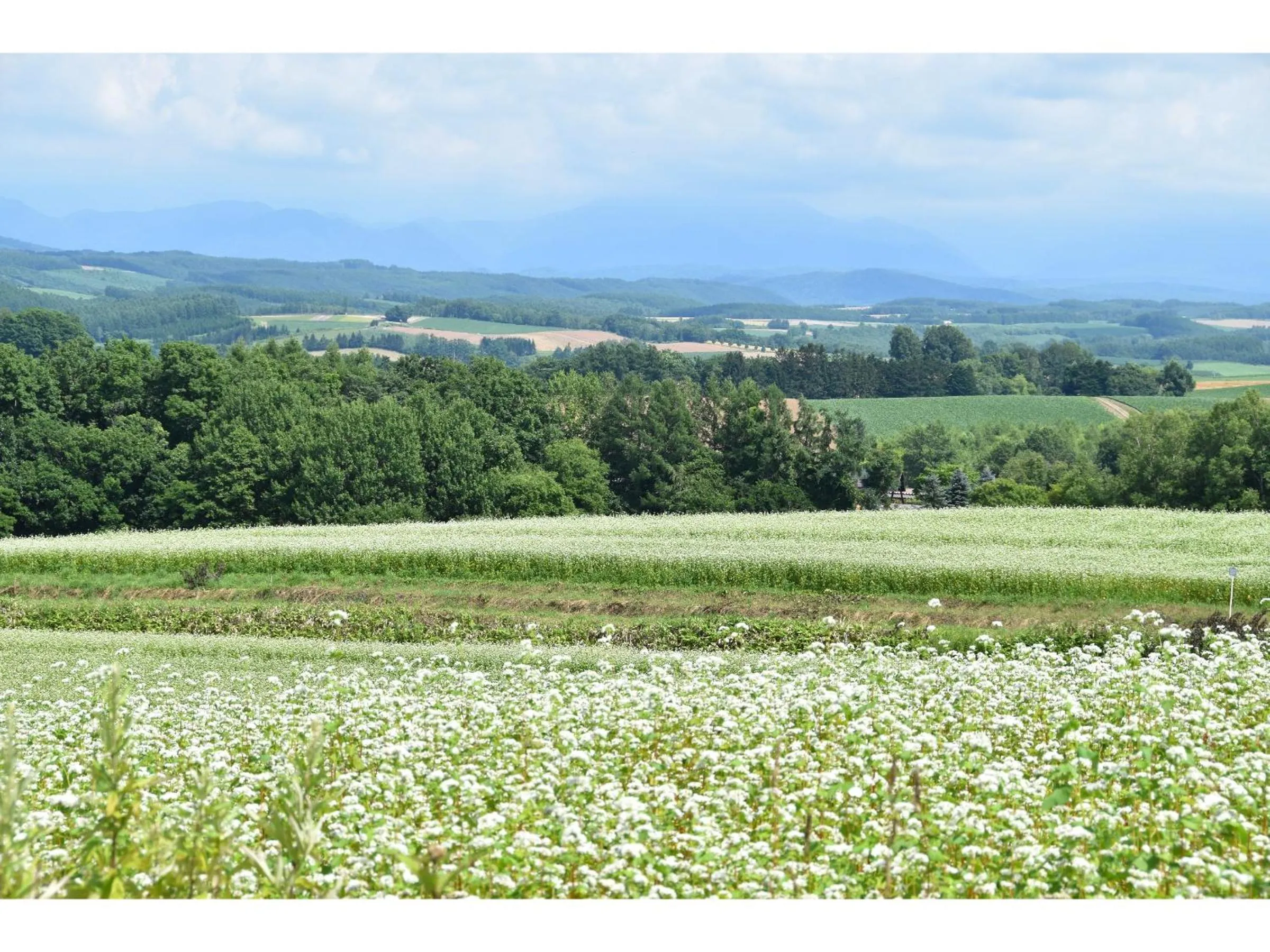 Natural landscape in Hotel Hanafuji Inn