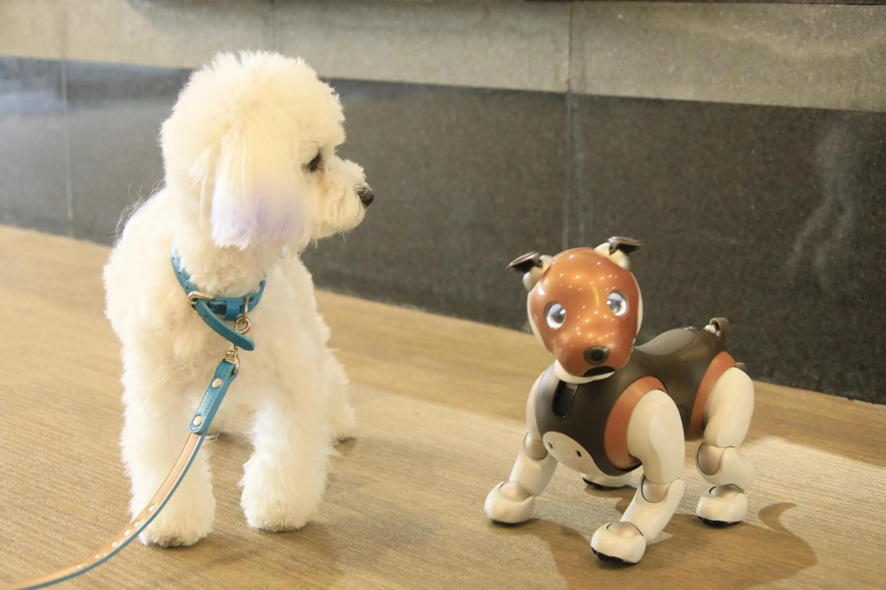 Animals in Yururi Nishiizu