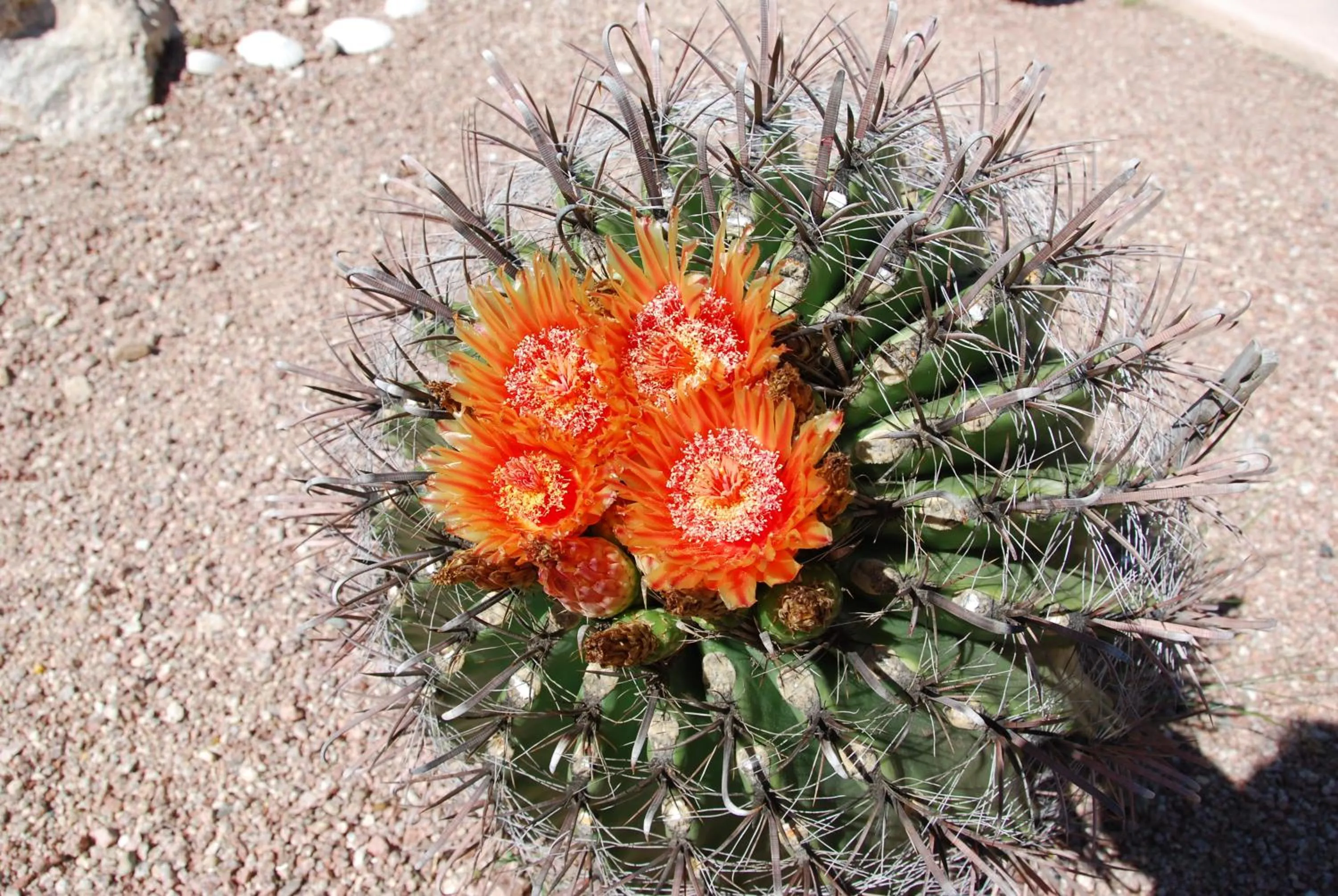 Spring in Gold Canyon Golf Resort