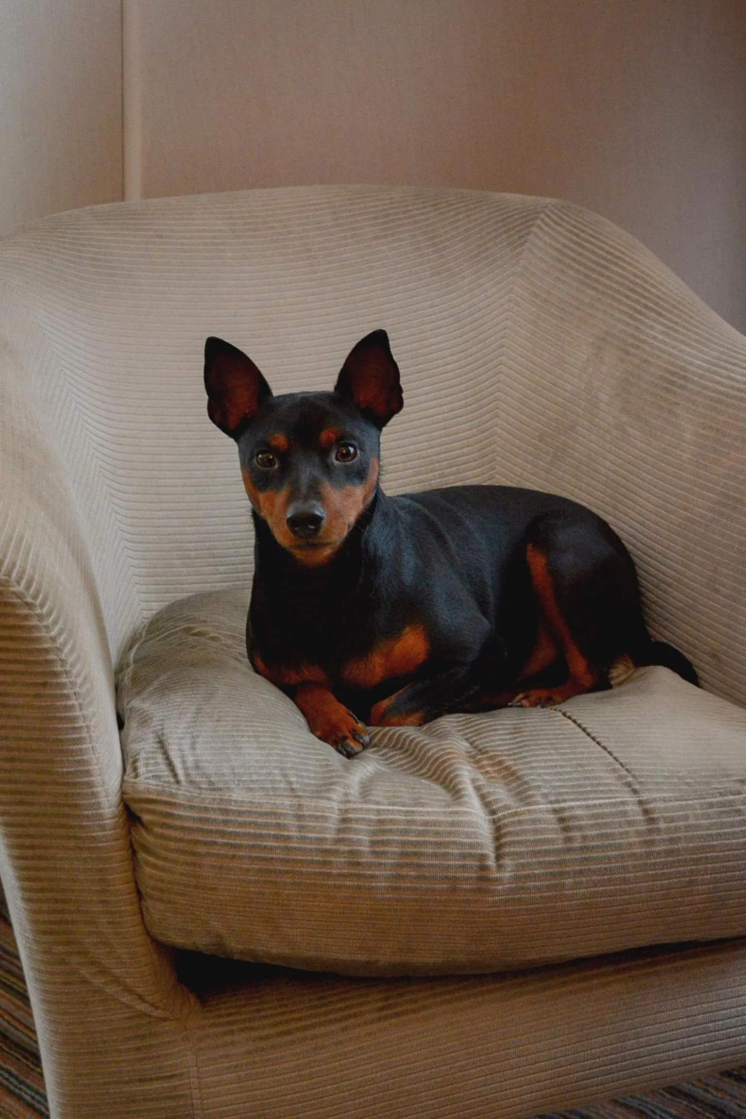 Pets in Hôtel France d'Antin Opéra