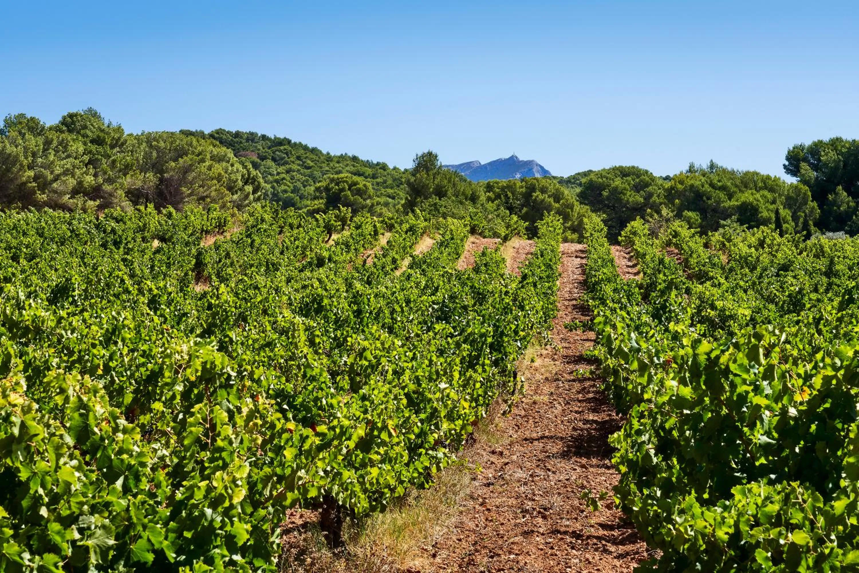 Natural landscape in Château de la Gaude