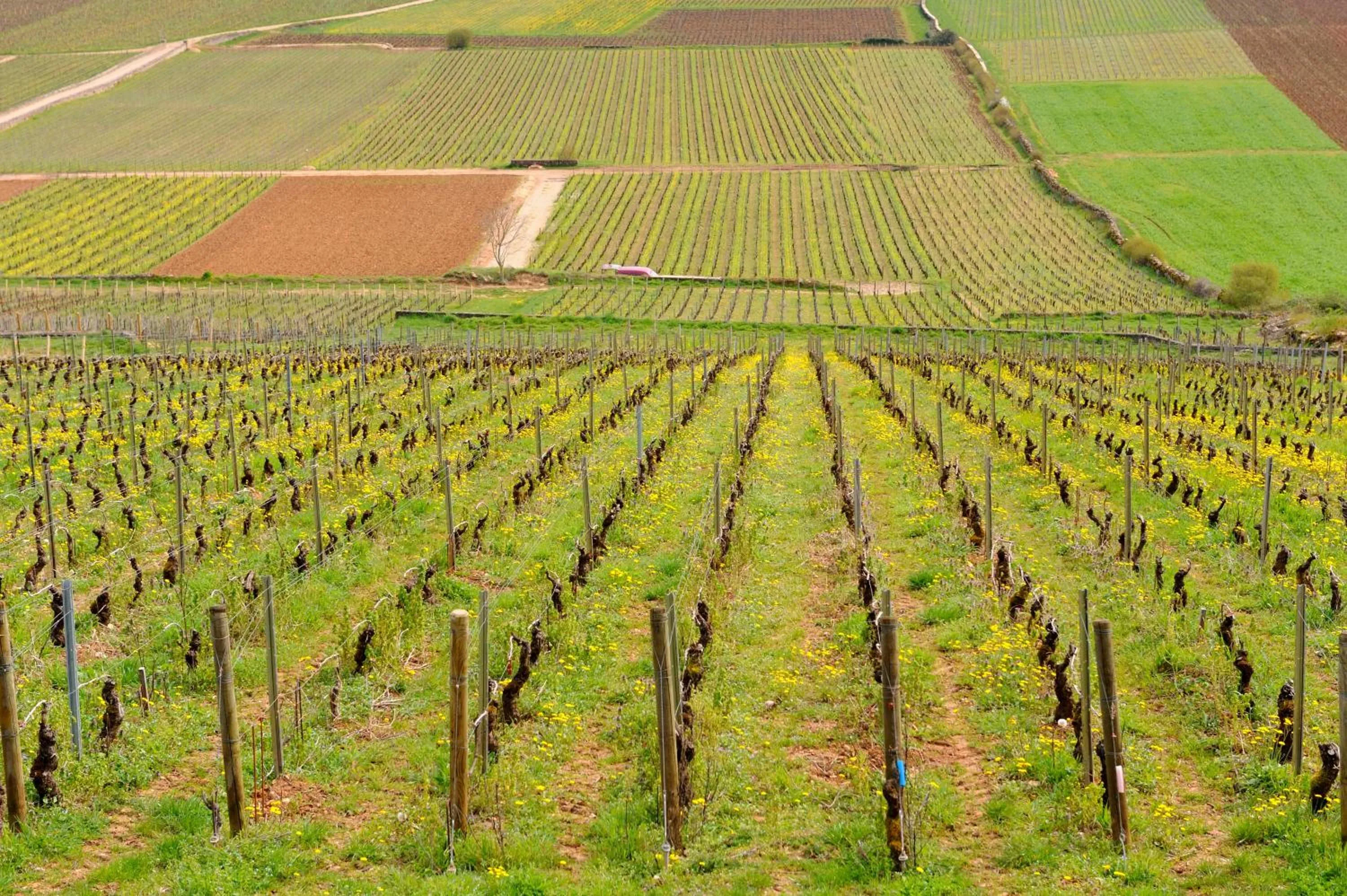 Natural landscape in Hôtel de la Paix, Beaune