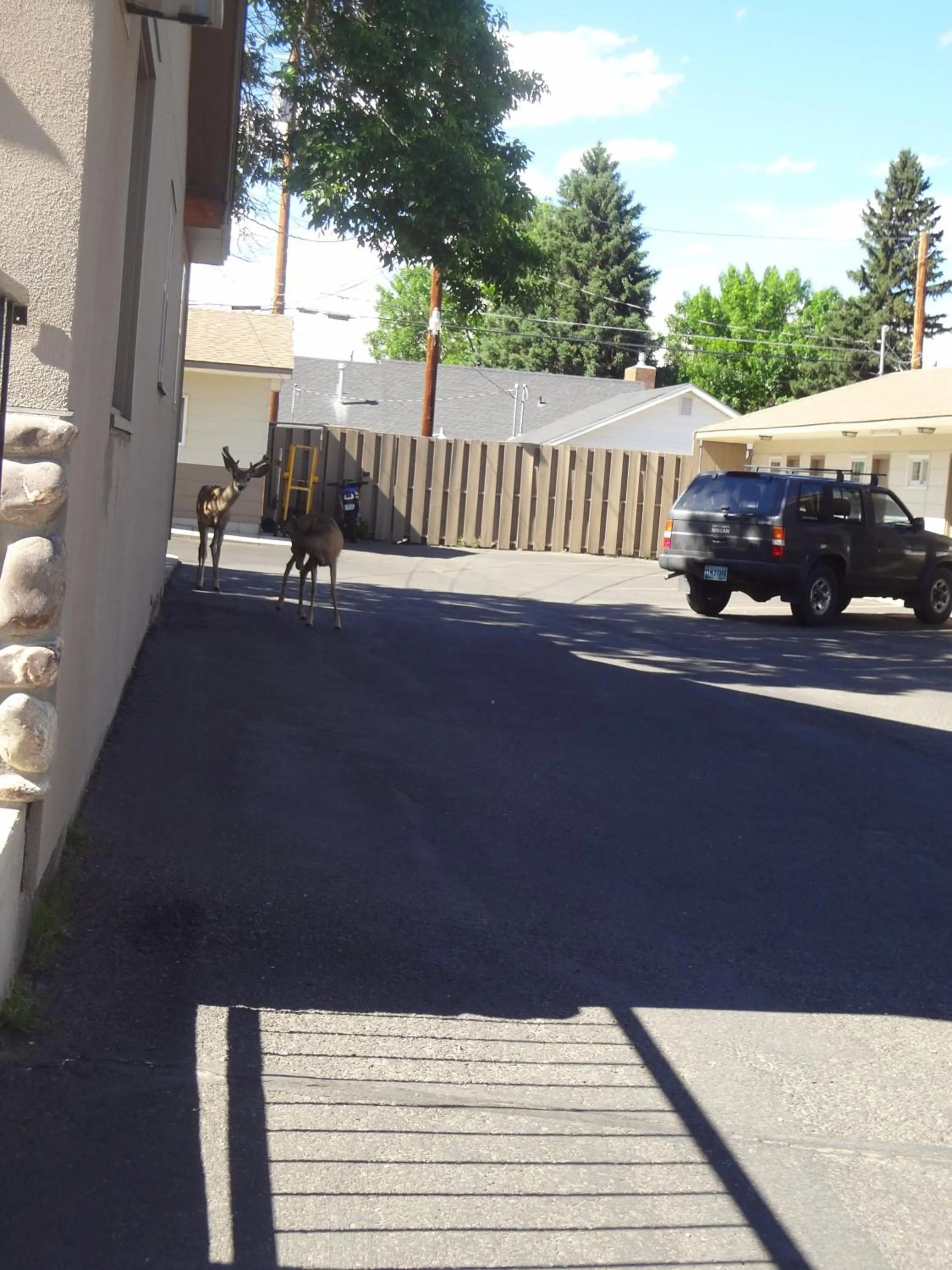 Animals in A Western Rose