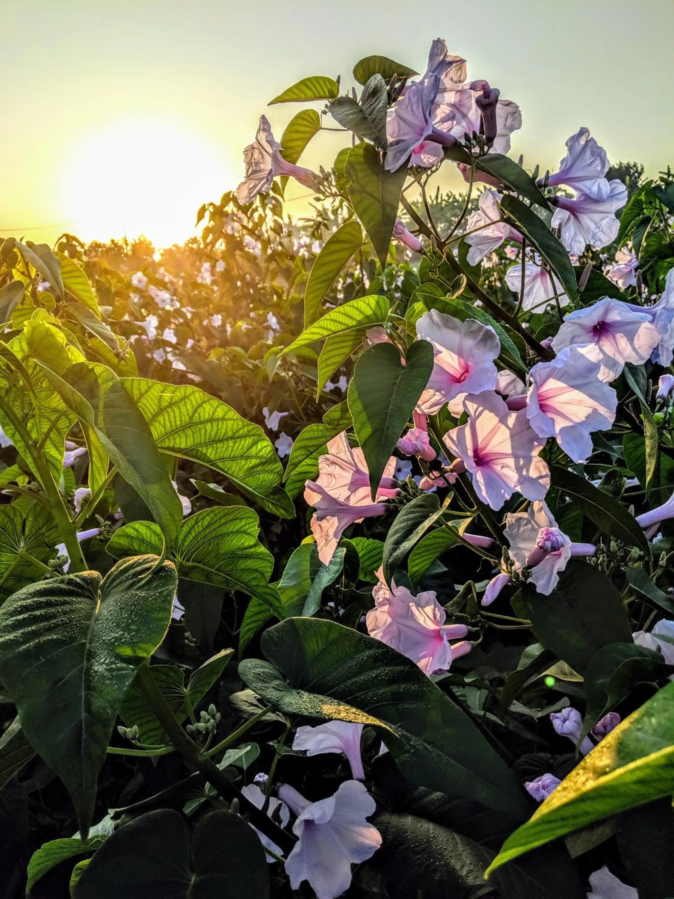 Natural landscape in Ohana Pererenan