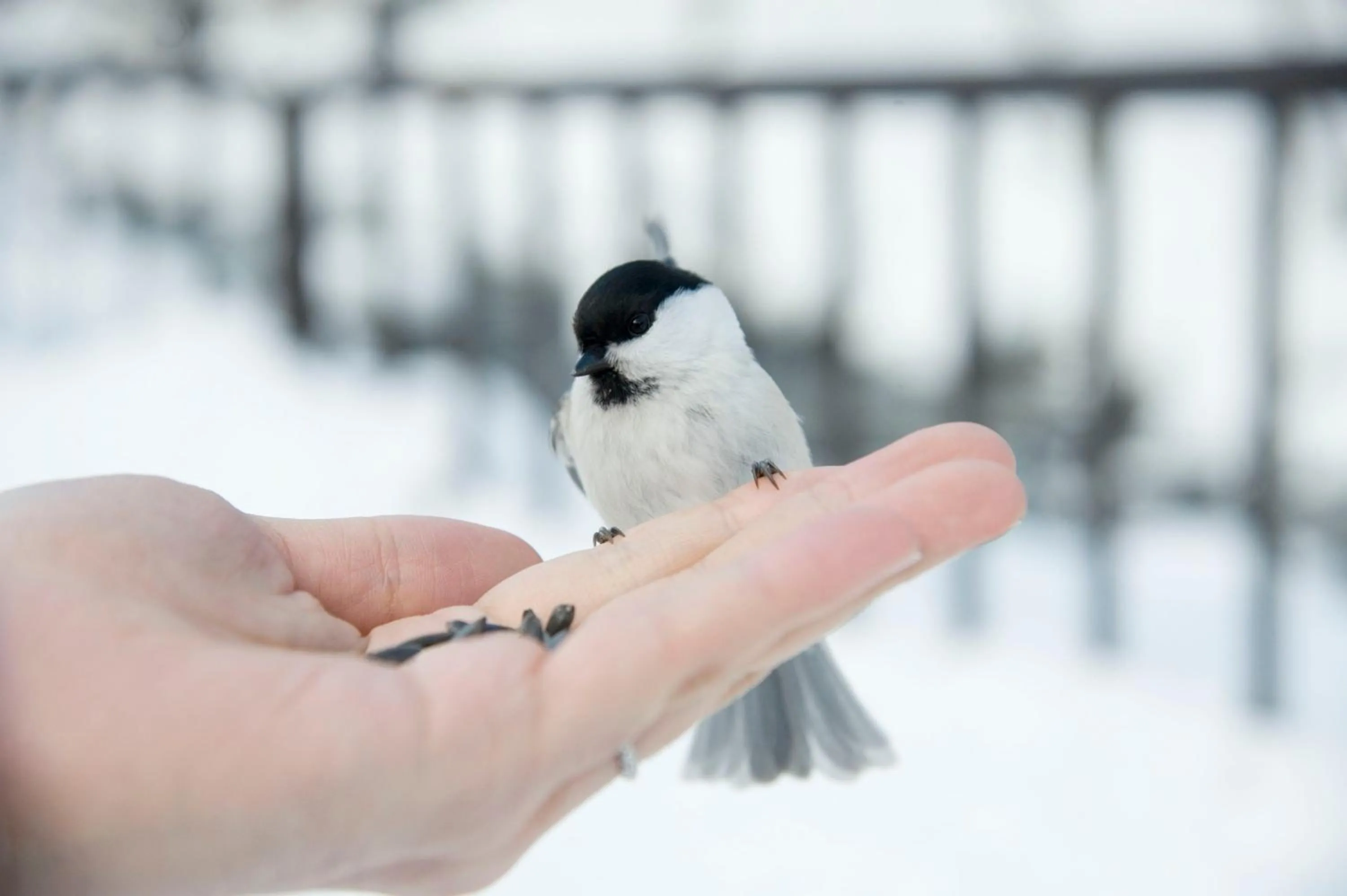 Animals in Tomuraushionsen Higashi Taisetsuso