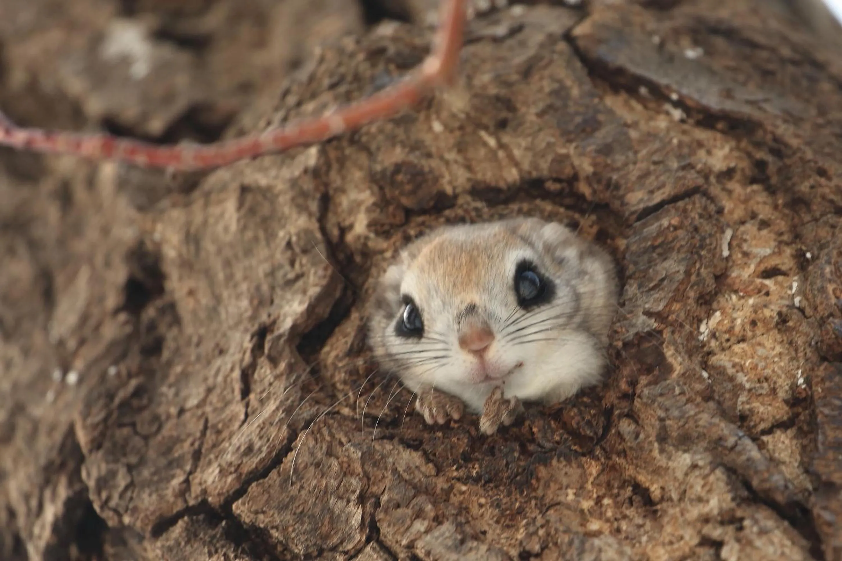 Animals in Tomuraushionsen Higashi Taisetsuso