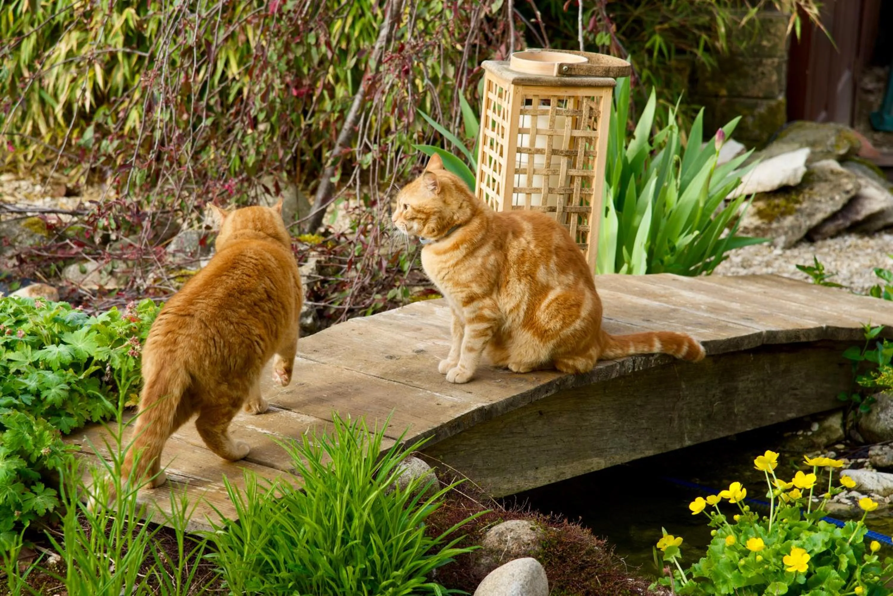 Pets in Les Nymphéas 52