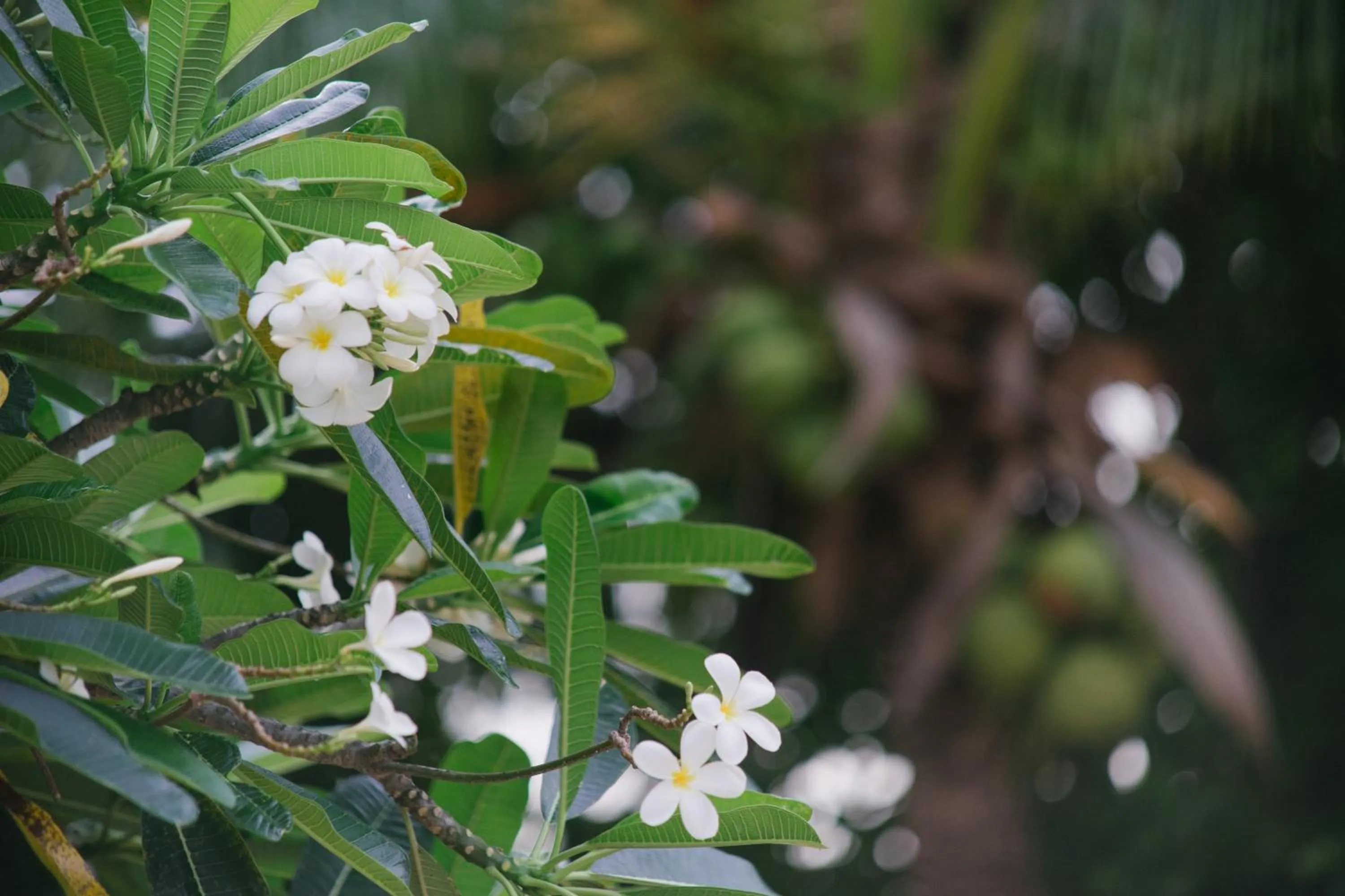 Garden in Blue Beach Grand Resort And Spa
