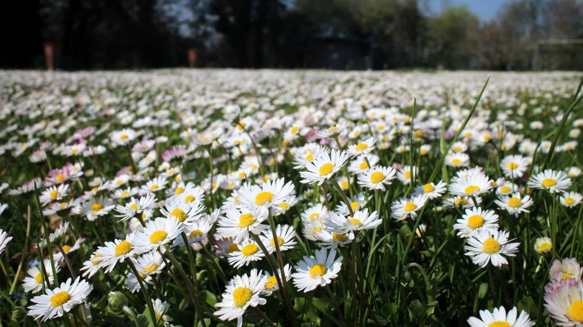 Spring in Ca' Bianca