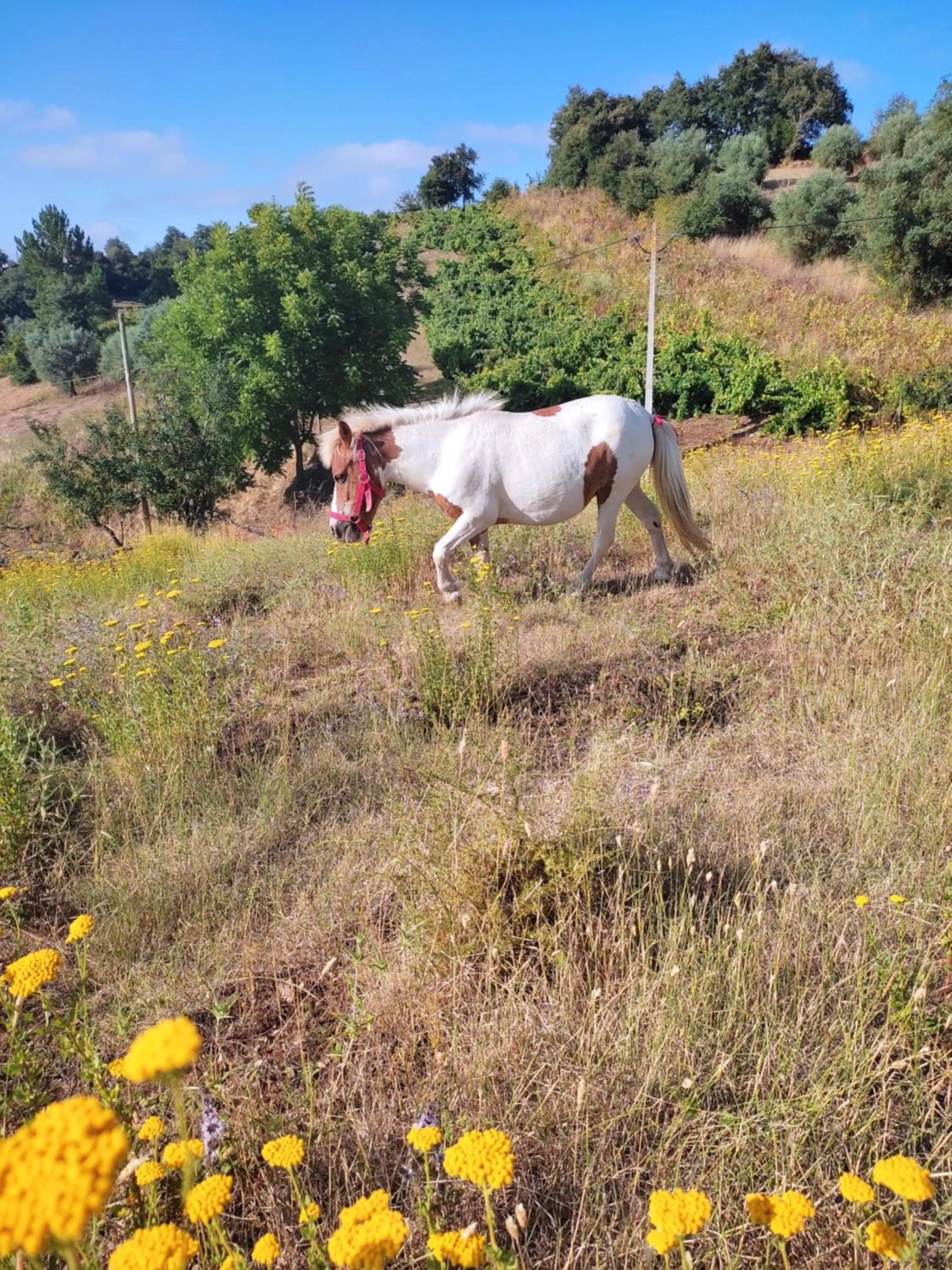 Nature et al House - Casa para uso exclusivo e jardim - Little farm