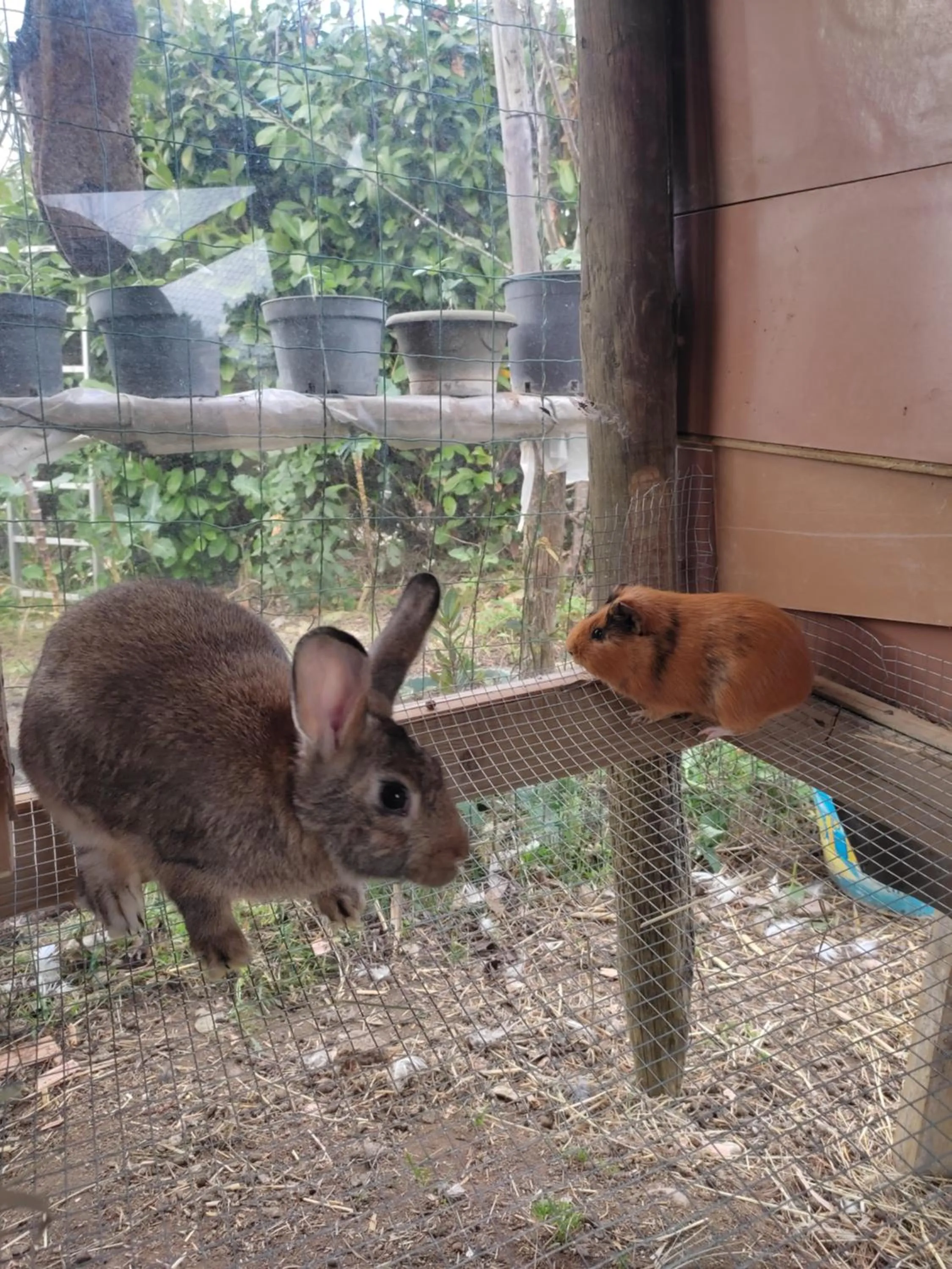 Nature et al House - Casa para uso exclusivo e jardim - Little farm