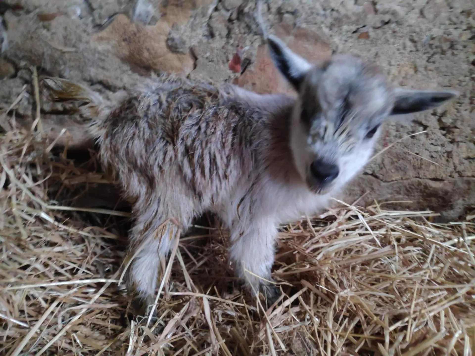 Nature et al House - Casa para uso exclusivo e jardim - Little farm