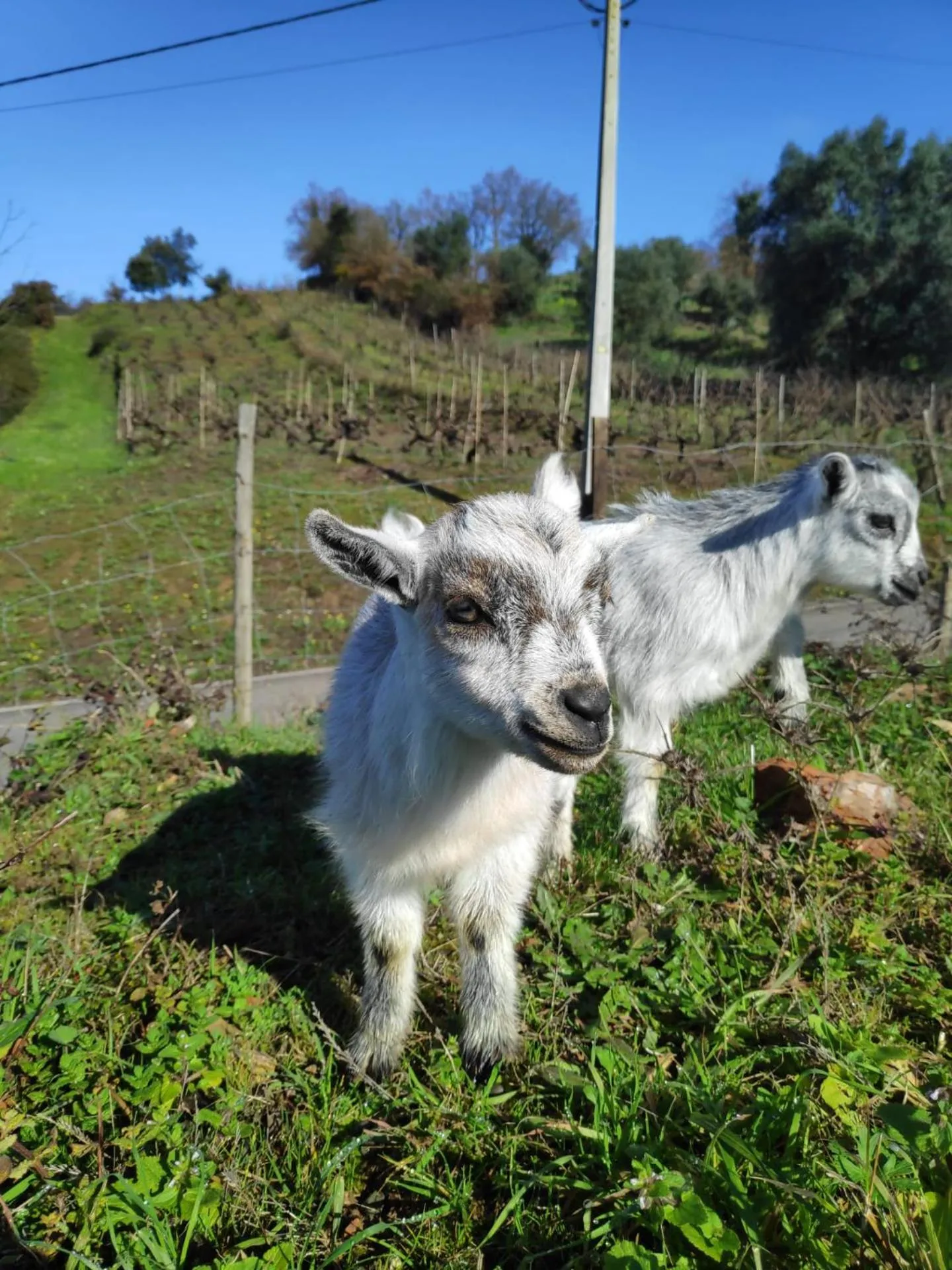 Nature et al House - Casa para uso exclusivo e jardim - Little farm