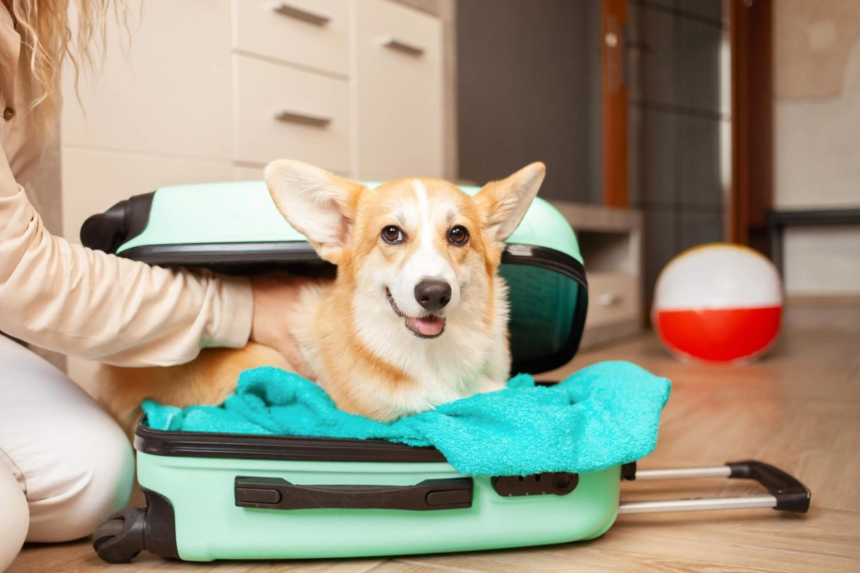 Pets in Motel 6-Greenville, SC - I-85 Near Downtown