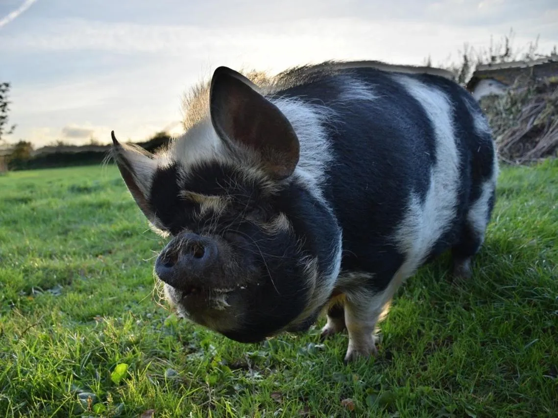 Other in Lower Severalls Farmhouse