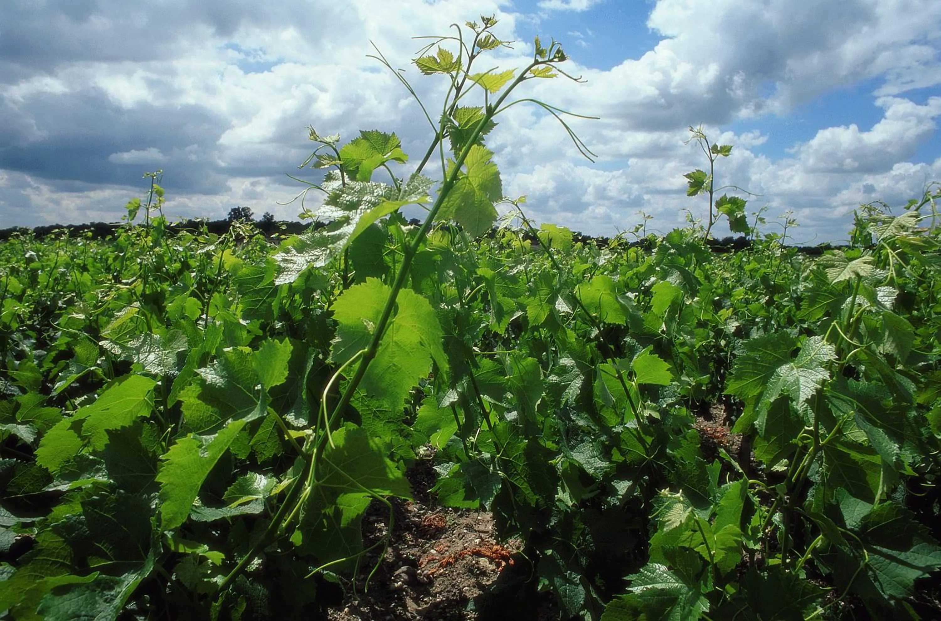 Day in ibis Bordeaux Saint Emilion