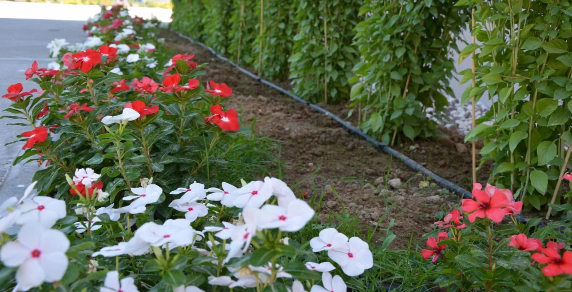 Garden in Avra Nafpliou