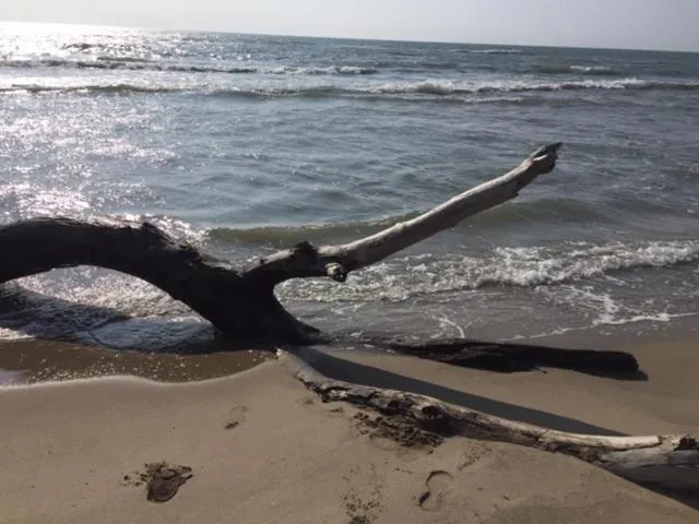 Natural landscape in La Salamandre de Camargue