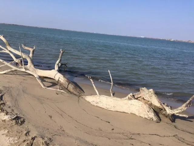 La Salamandre de Camargue