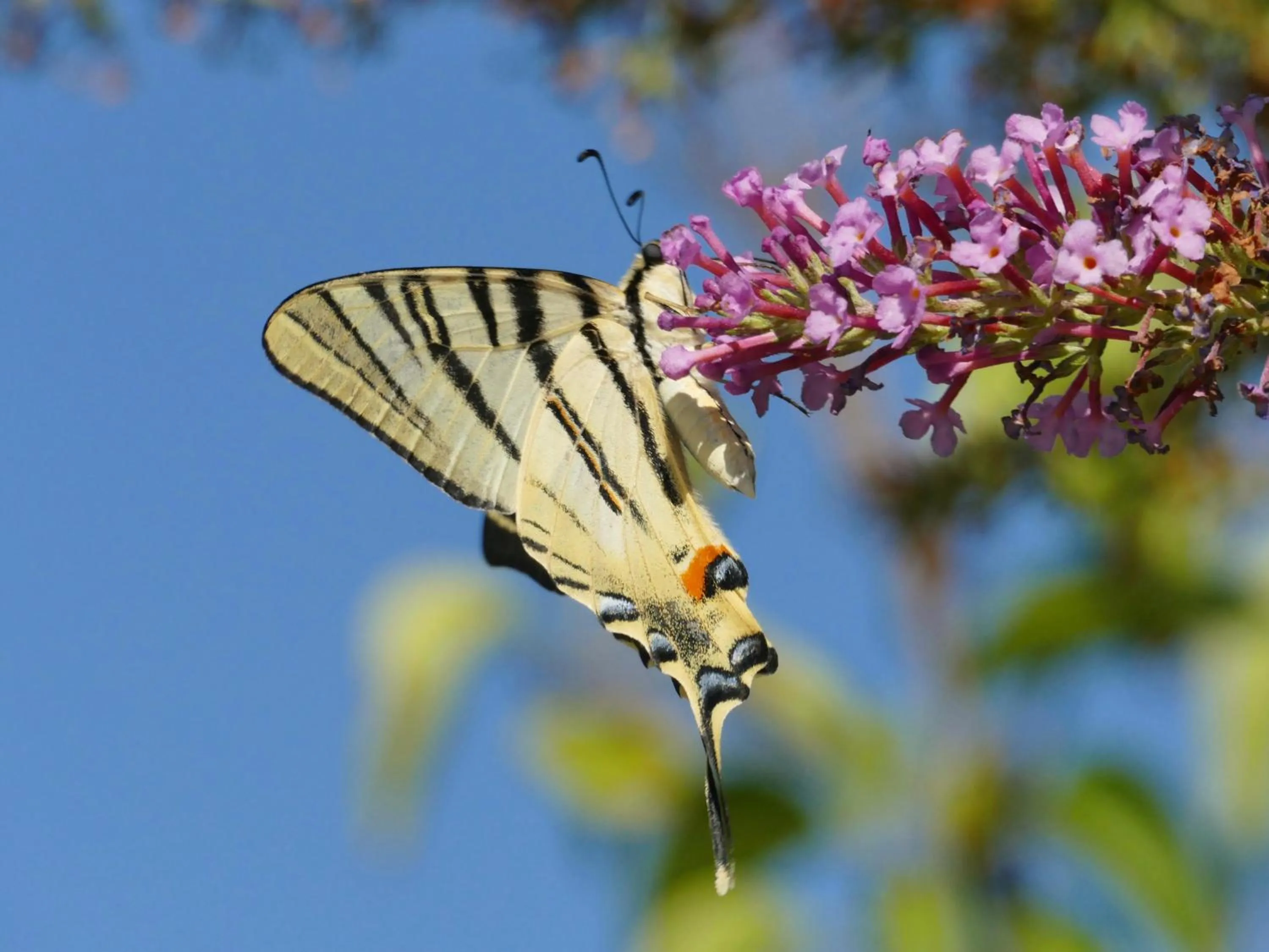 Spring in Rêve du VerDHon