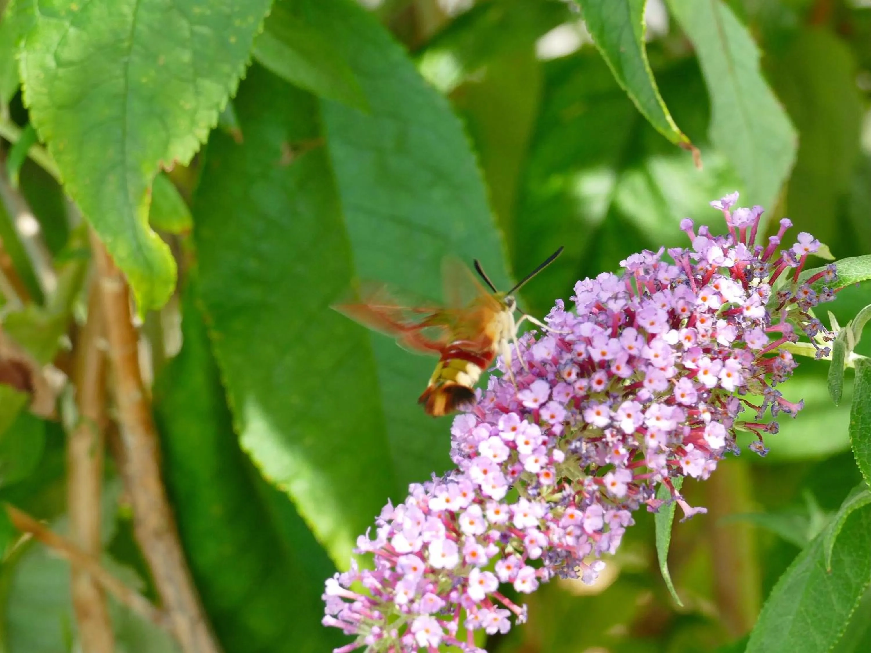 Spring in Rêve du VerDHon