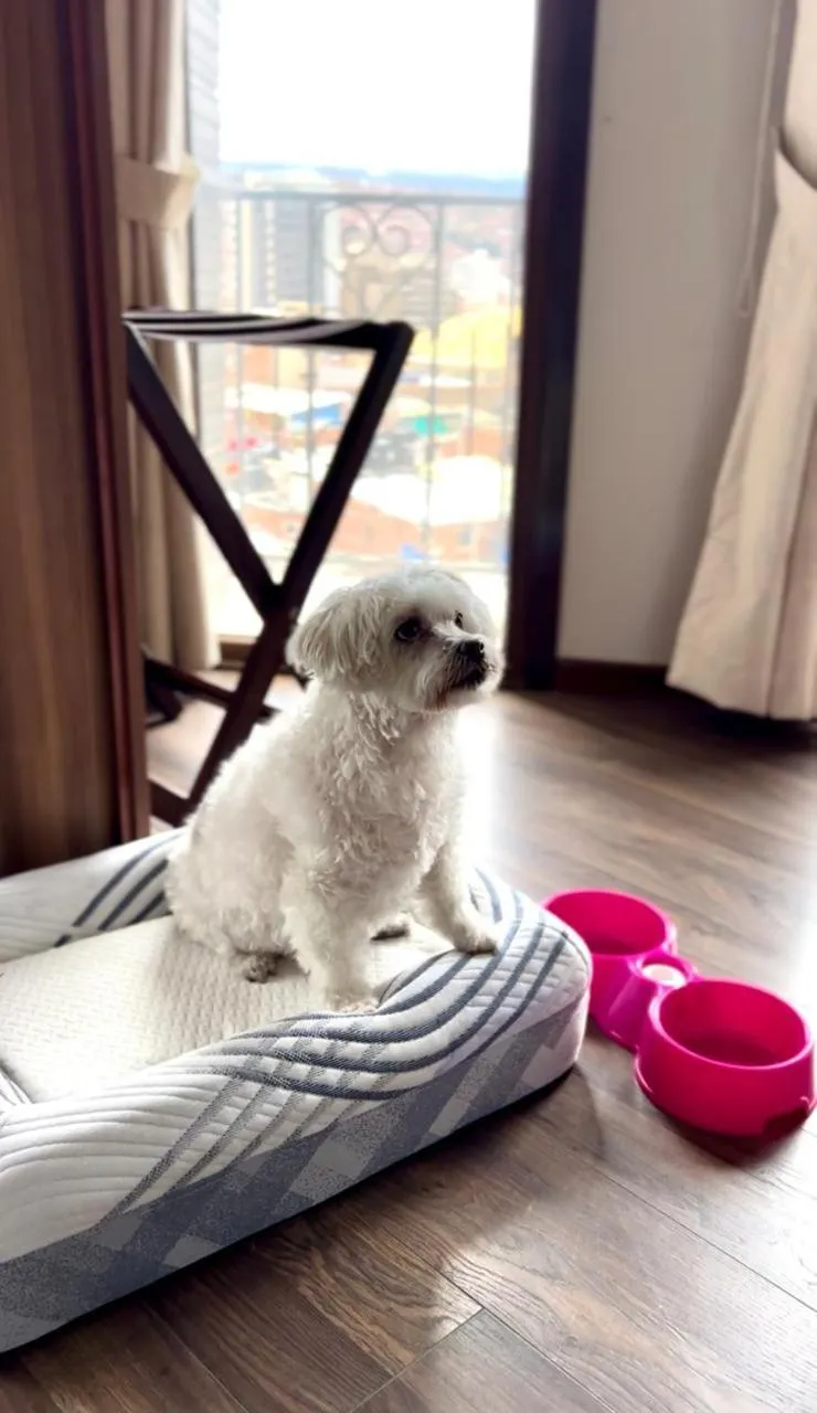 Pets in DREAM By Stannum Hotel