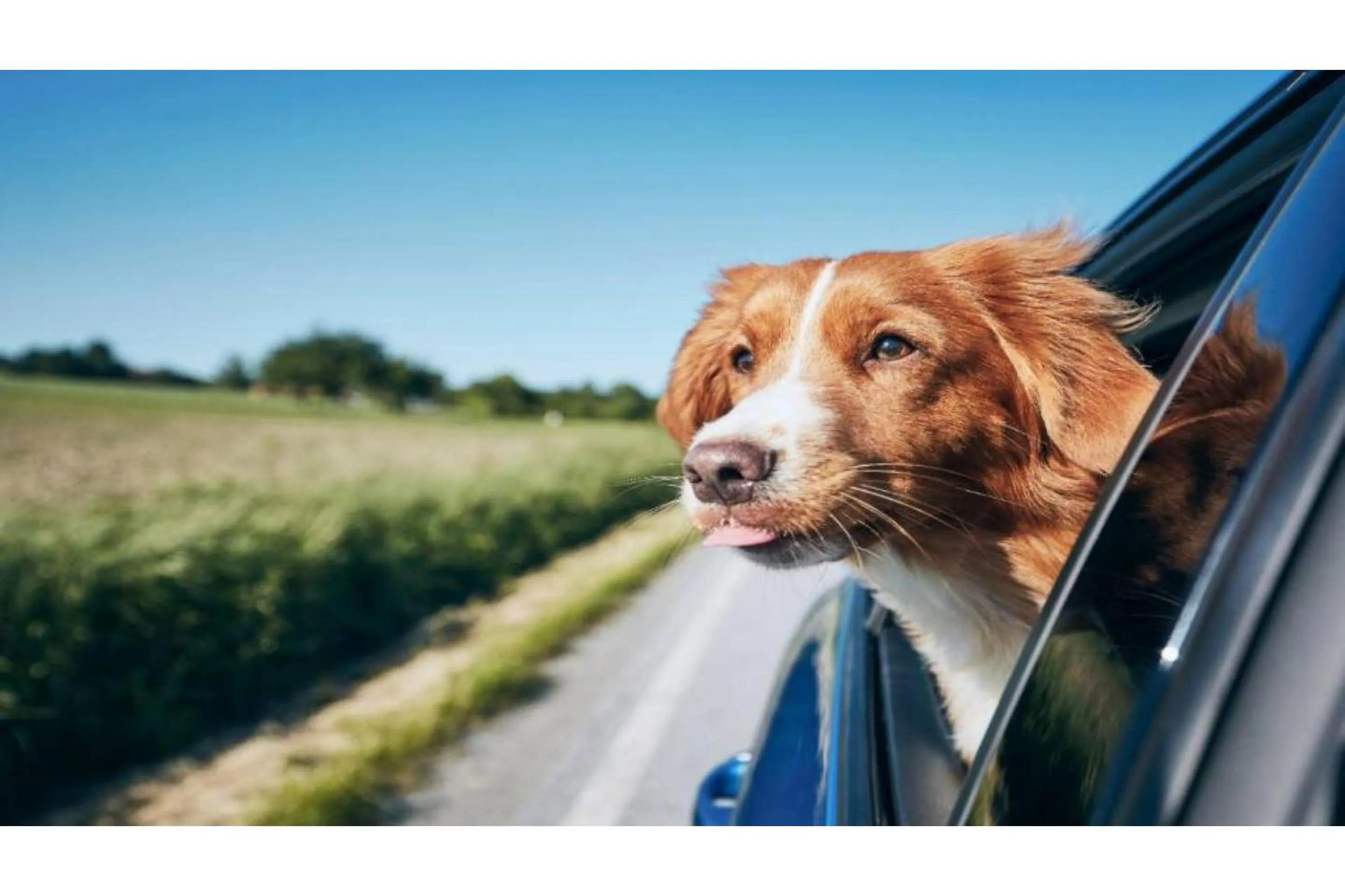 pet friendly in Motel 6-South Haven, KS